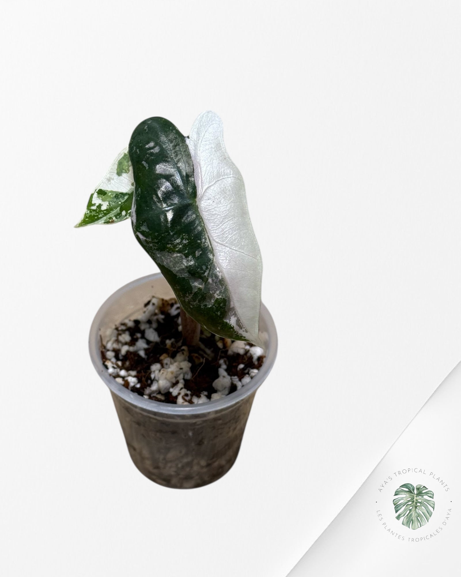Alocasia Pseudo Sanderiana Albo/Pink - 49