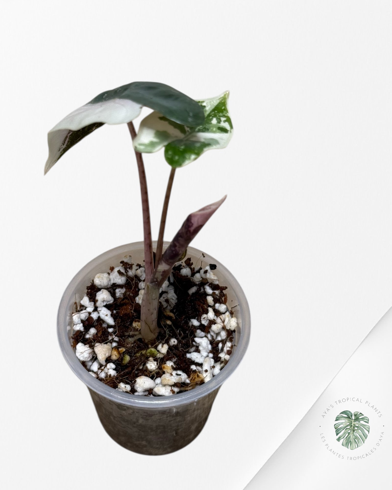 Alocasia Pseudo Sanderiana Albo/Pink - 49