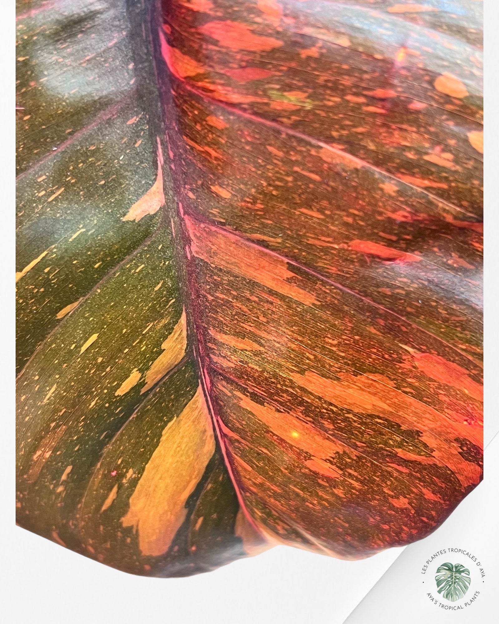 Philodendron 'Orange Princess'  -232517