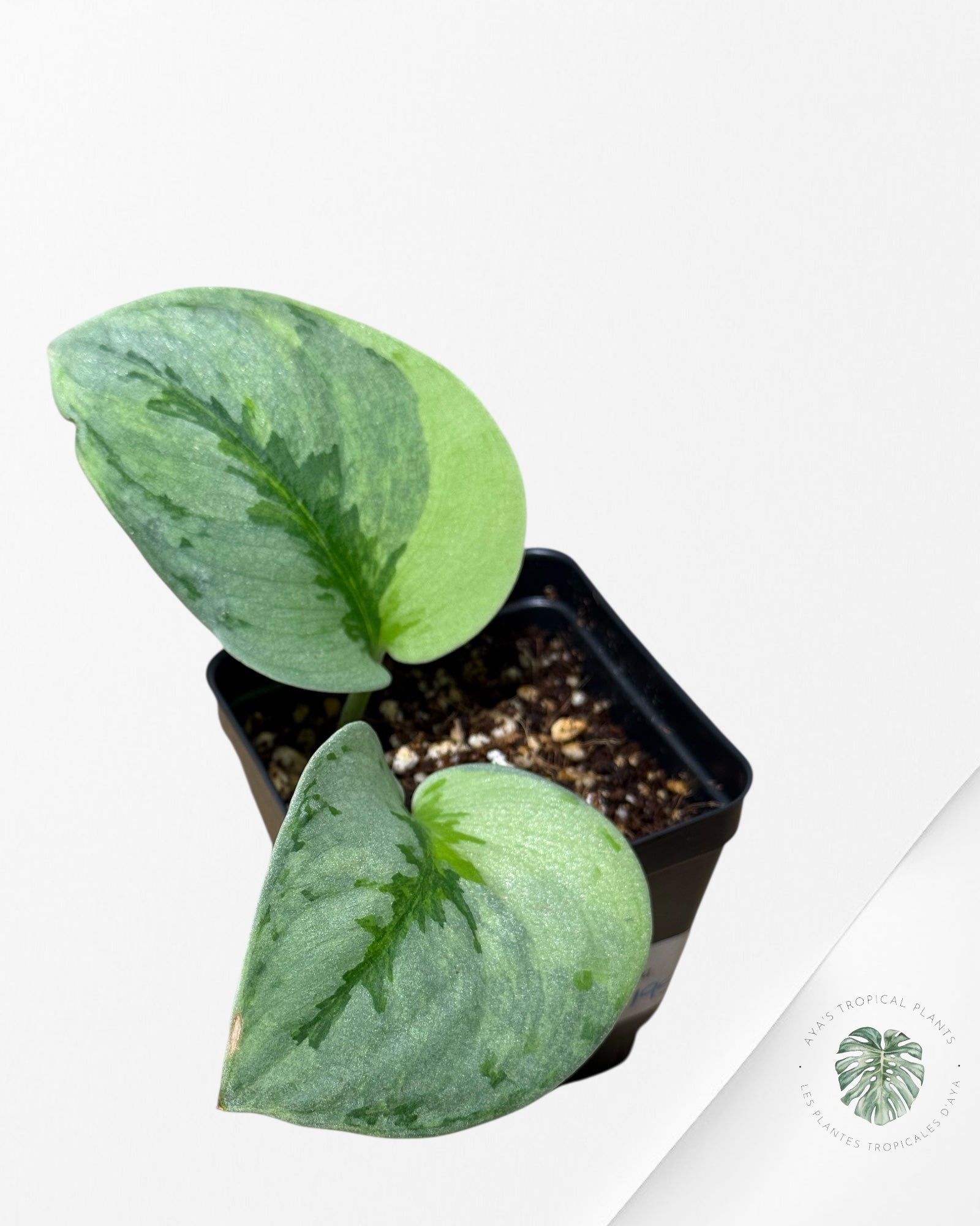 Scindapsus Yupa-51