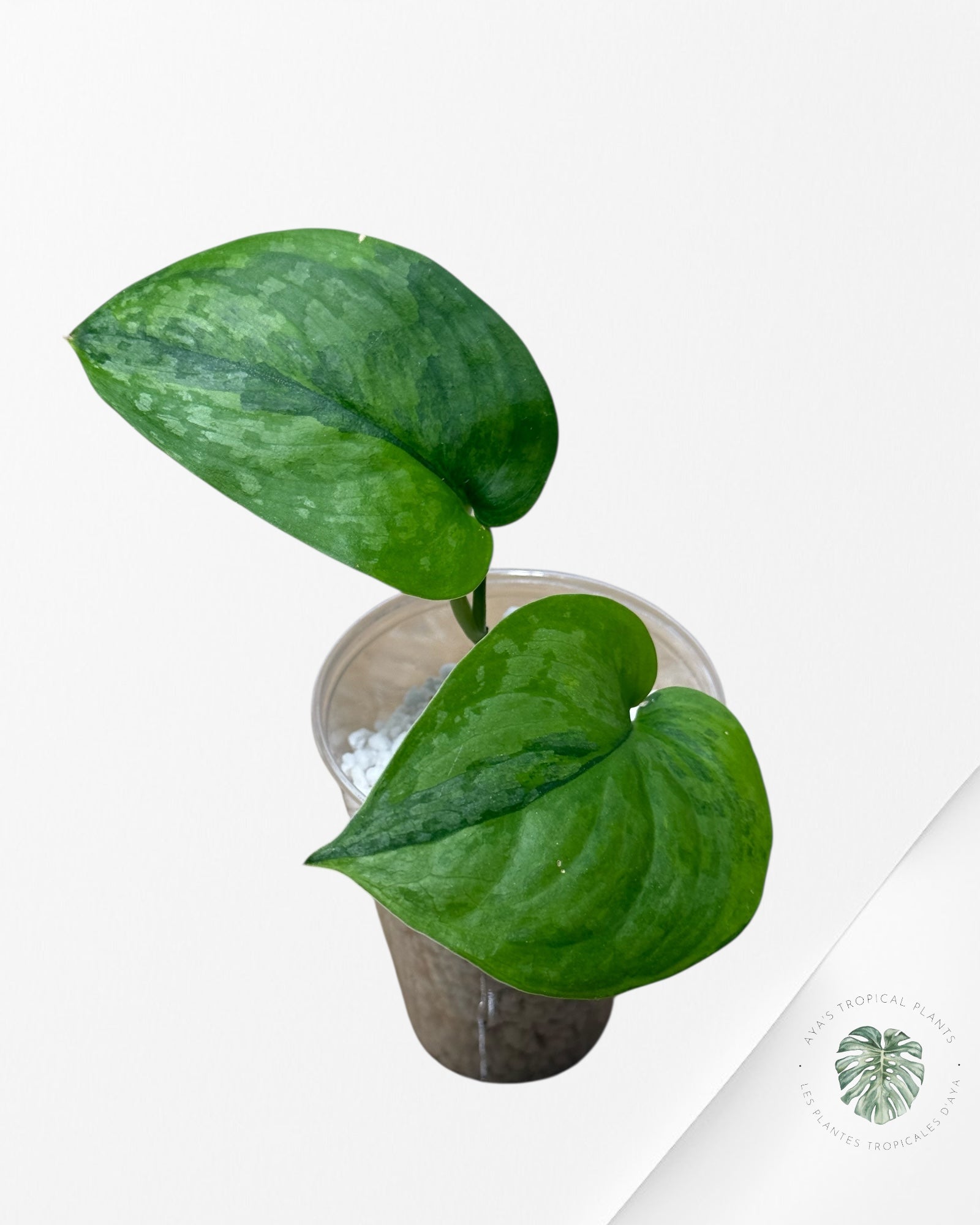 Scindapsus Kusuma - 54