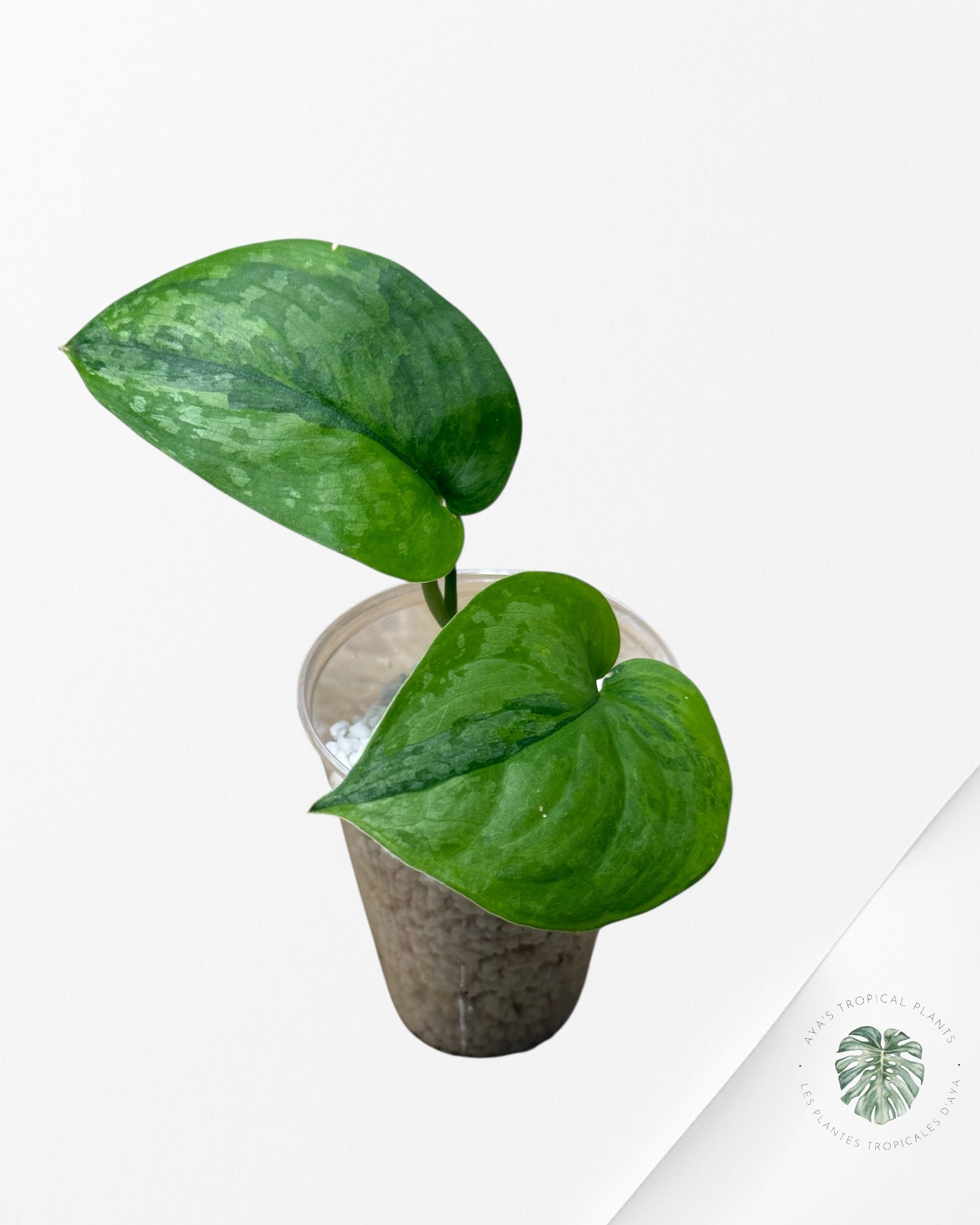 Scindapsus Kusuma - 54