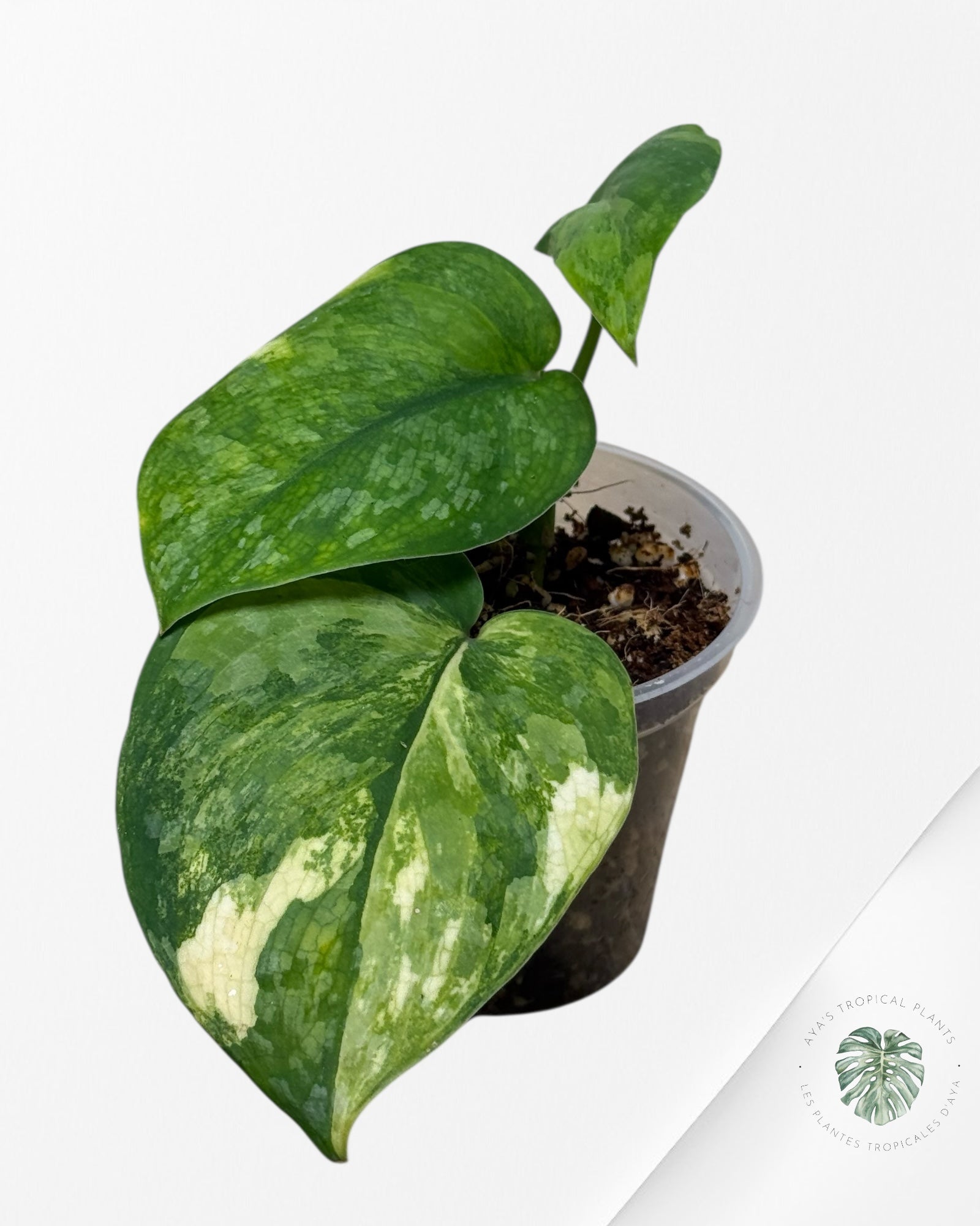 Scindapsus Kusuma-56