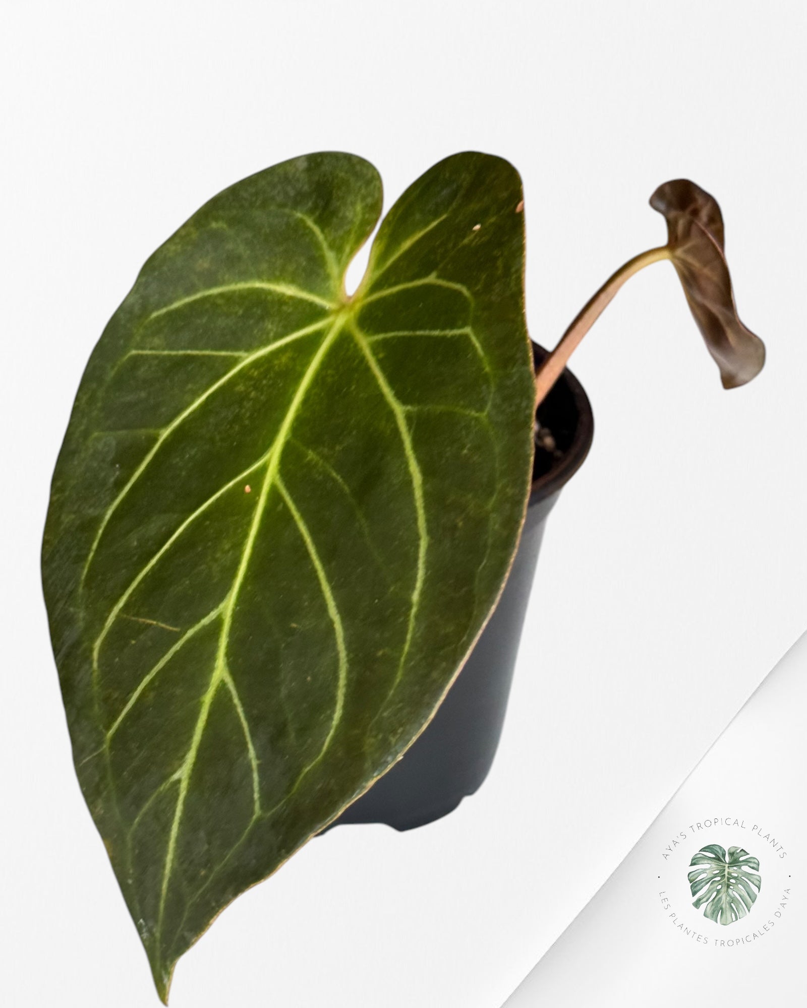 Anthurium Rouge de Java-02