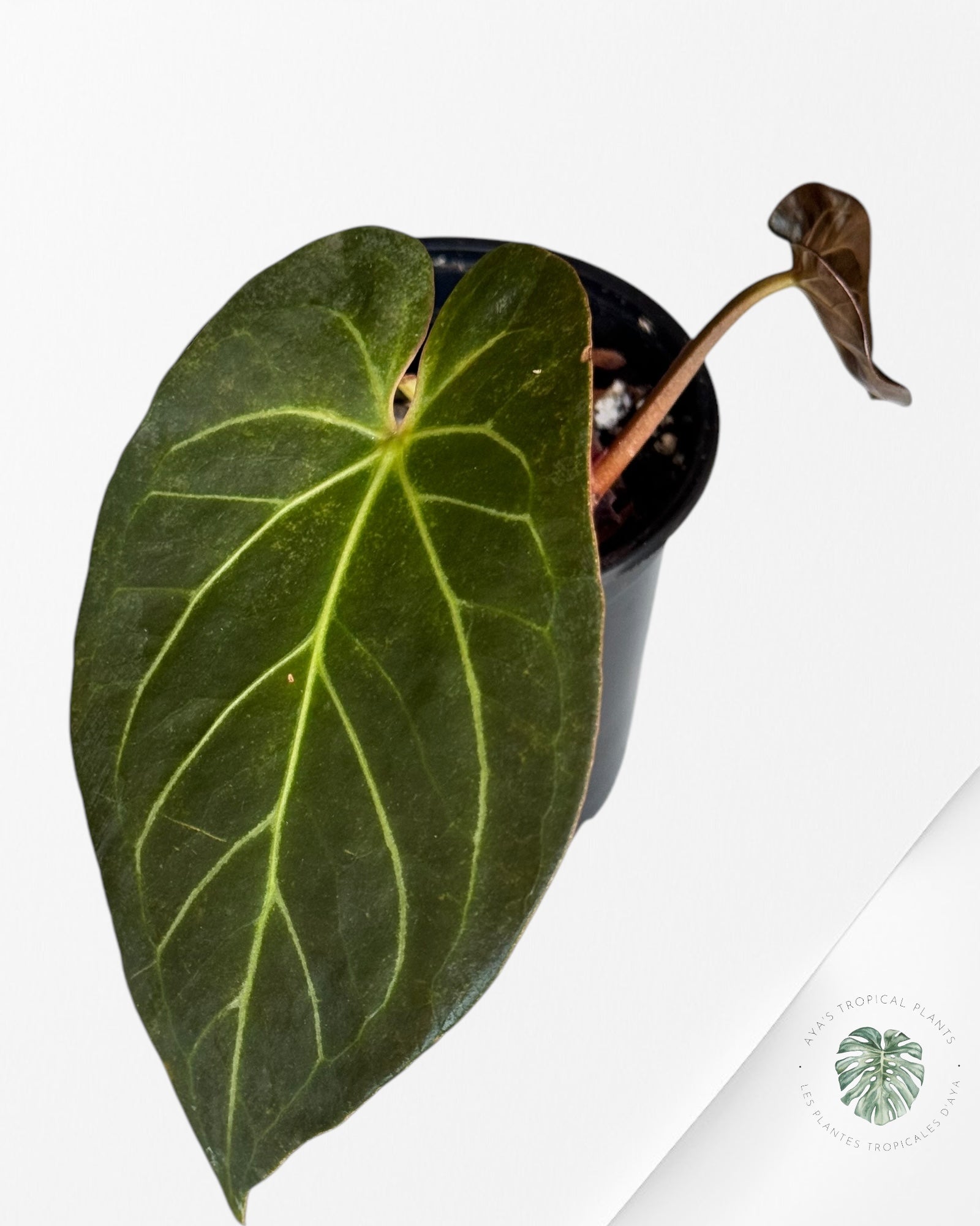 Anthurium Rouge de Java-02