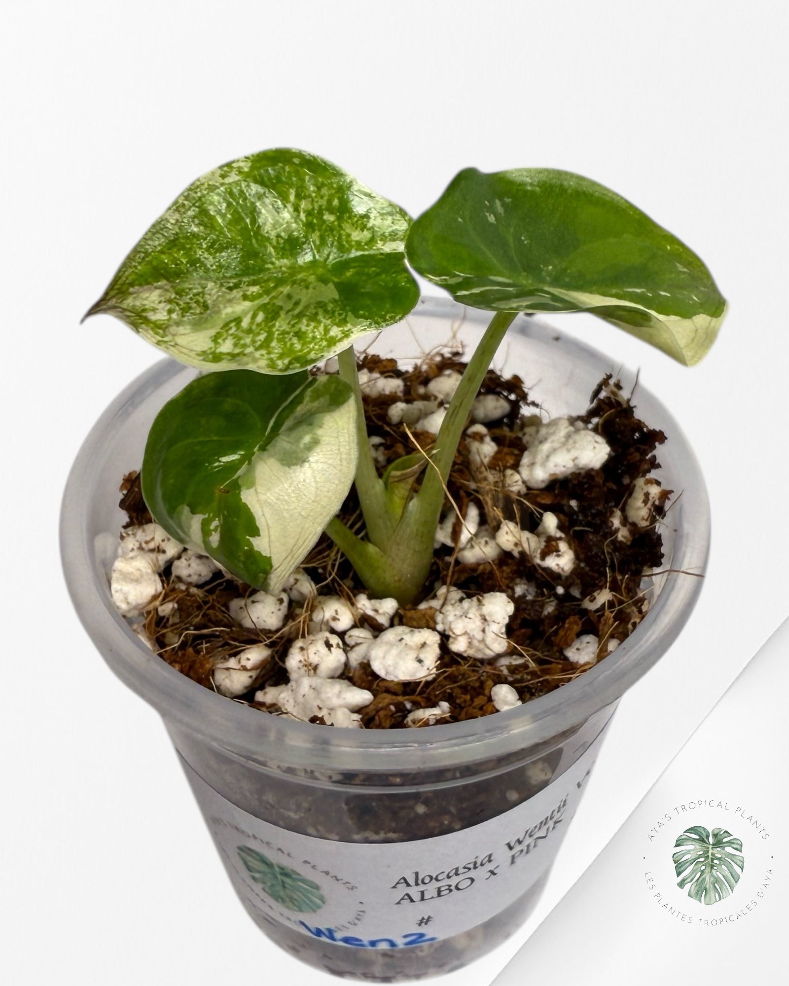 Alocasia Wentii Albo Pink Variegated| Rare TC Plant| Aya's  Tropical Plants