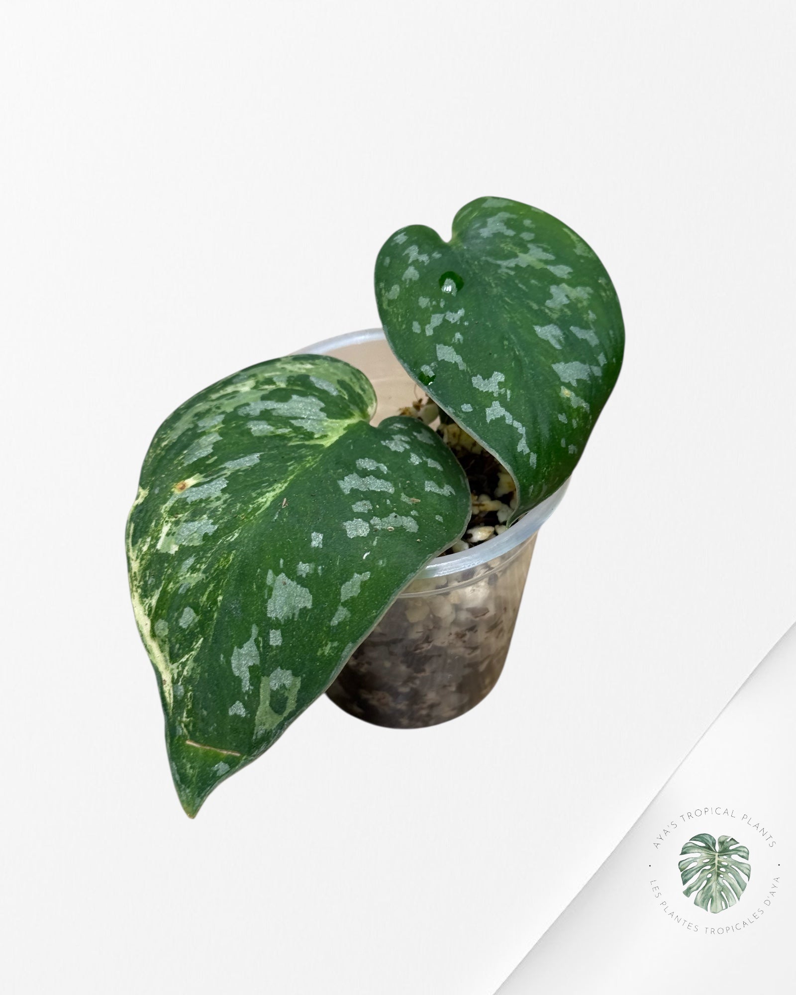 Scindapsus Argyrus Fantaisie -57