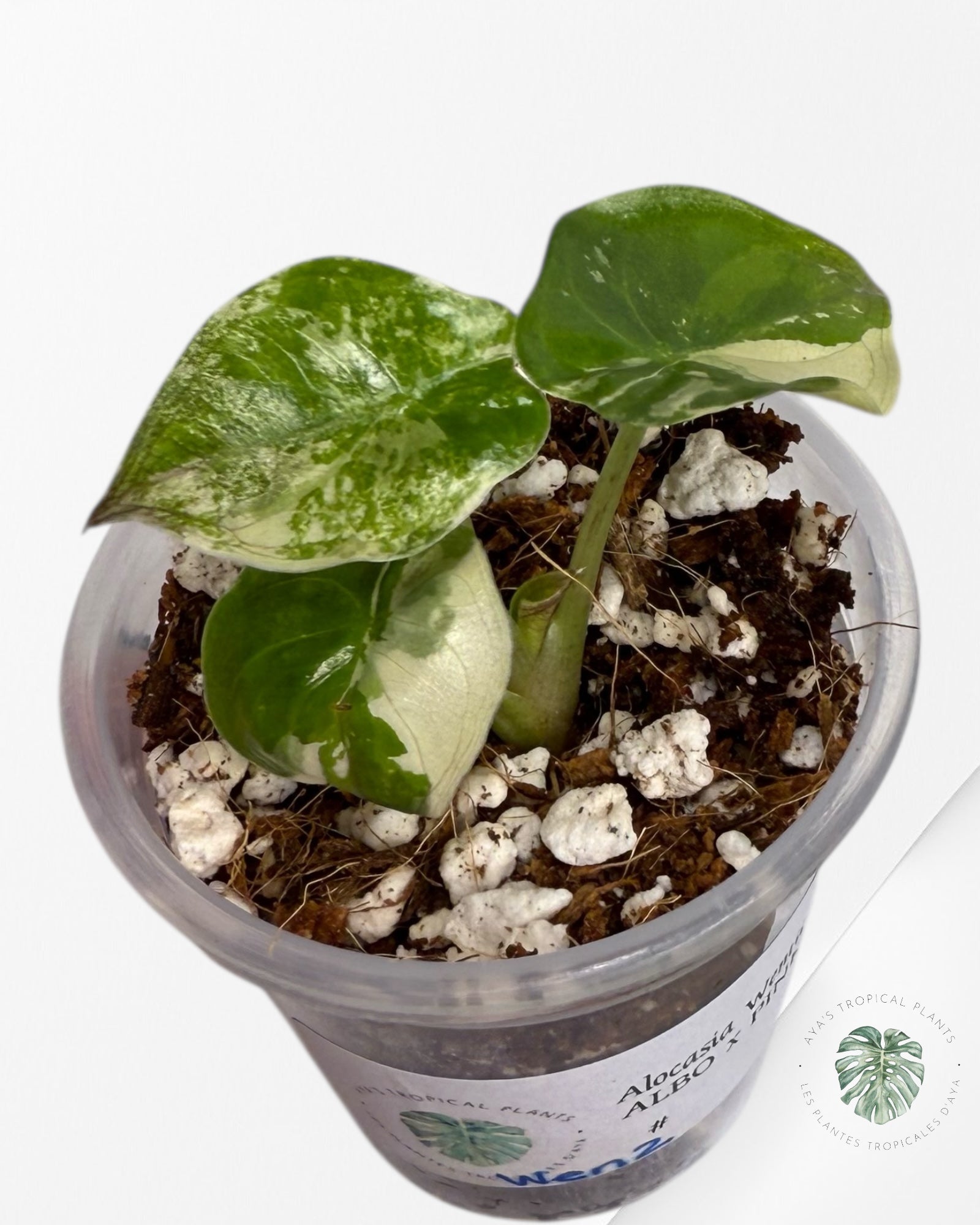 Alocasia Wentii Albo Pink Variegated| Rare TC Plant| Aya's  Tropical Plants