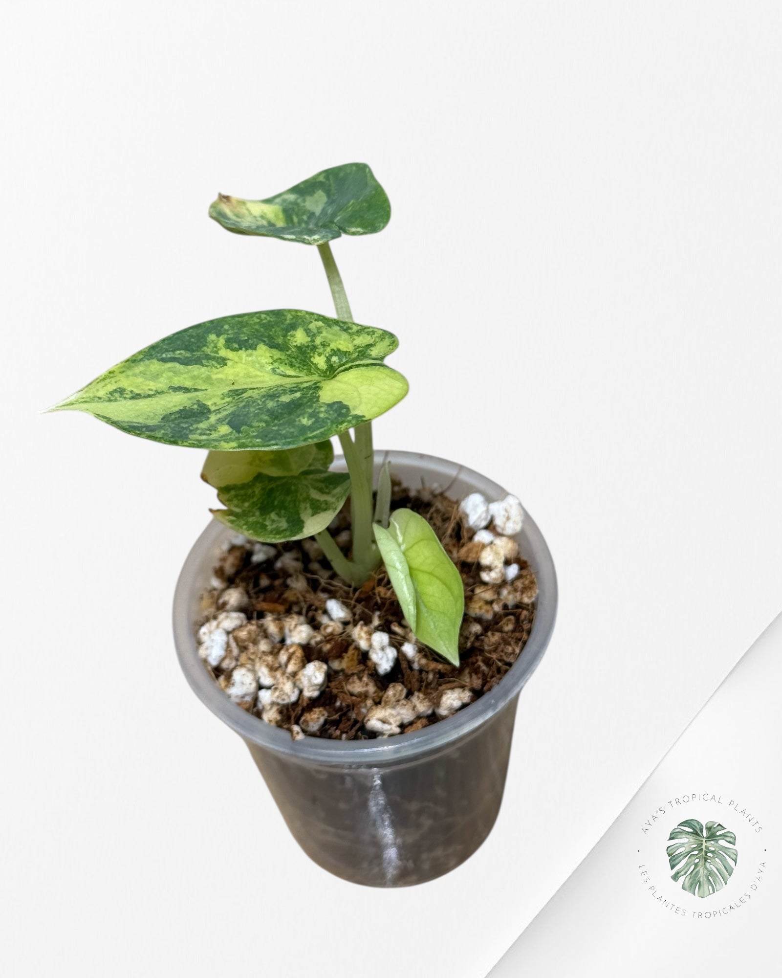 Alocasia Silver Dragon Variegated Aurea -58