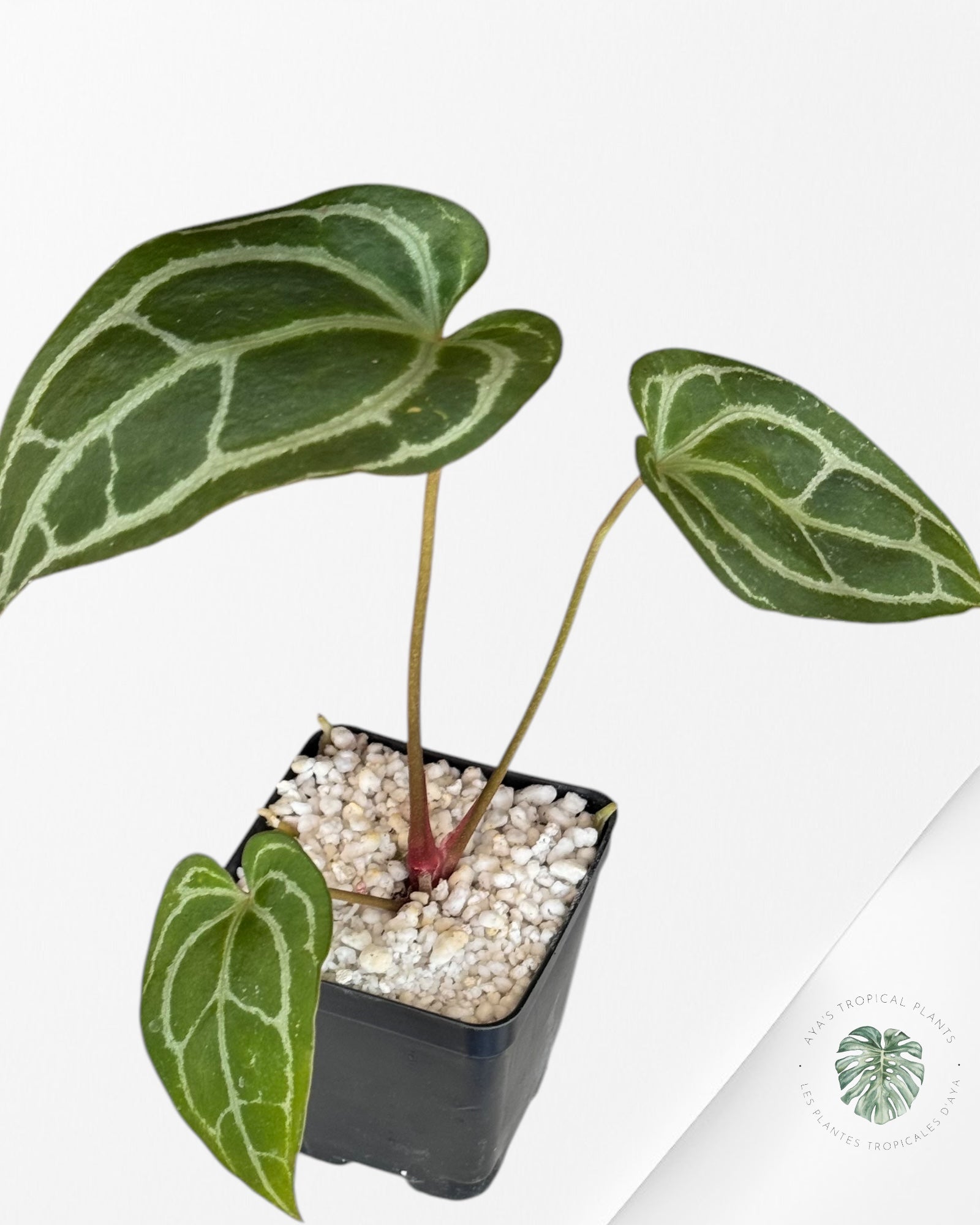 Anthurium 'Minahasa-03