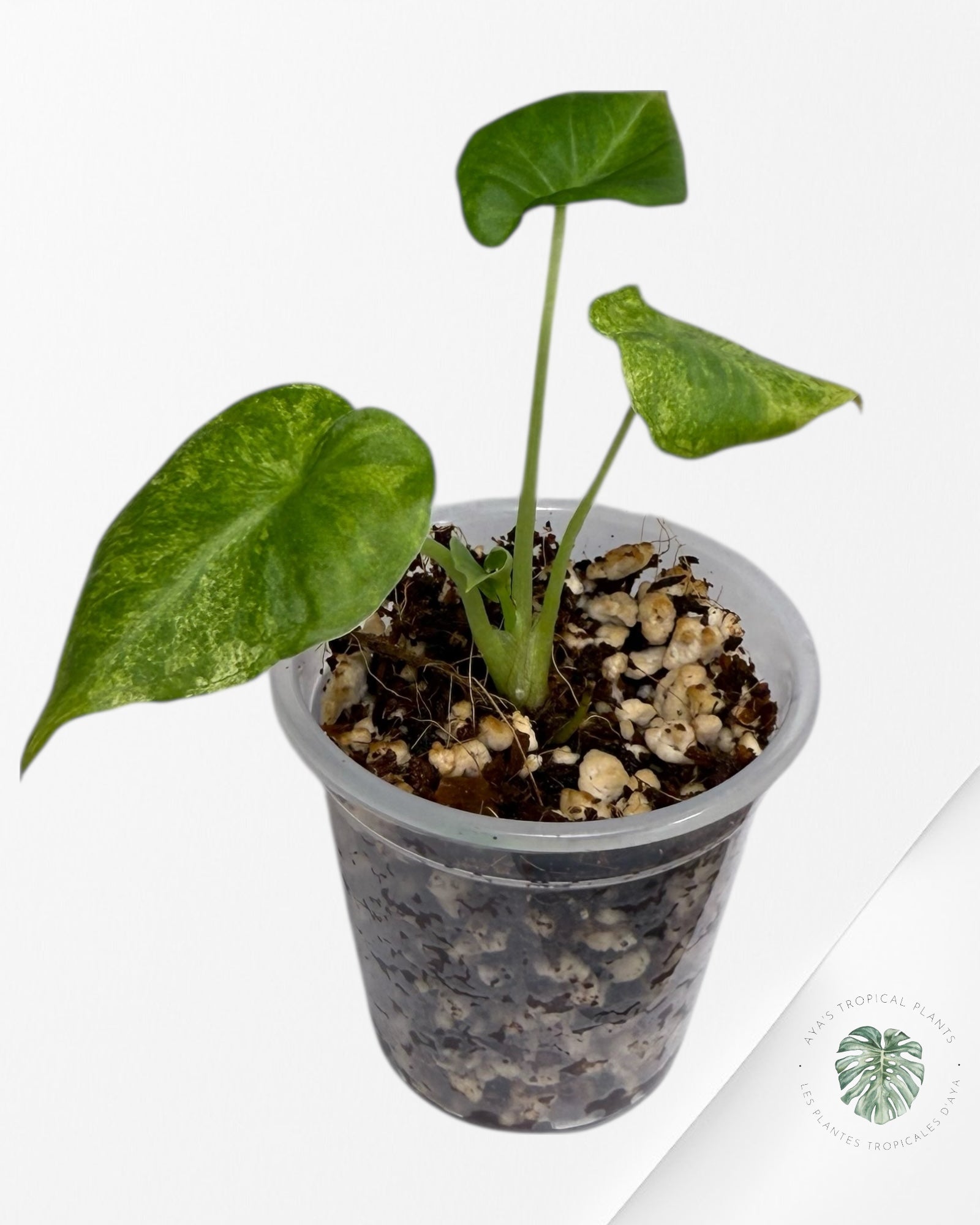 Alocasia Regal Shield Aurea| TC Plant| Aya's  Tropical Plants