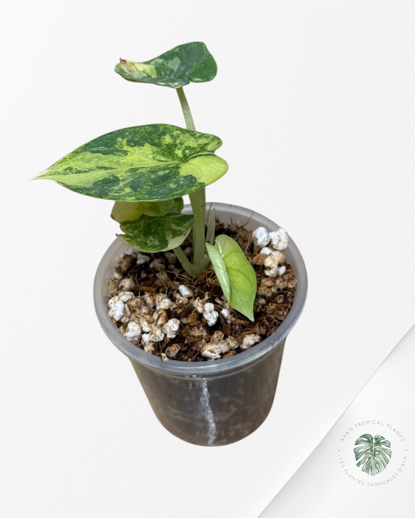 Alocasia Silver Dragon Variegated Aurea -58