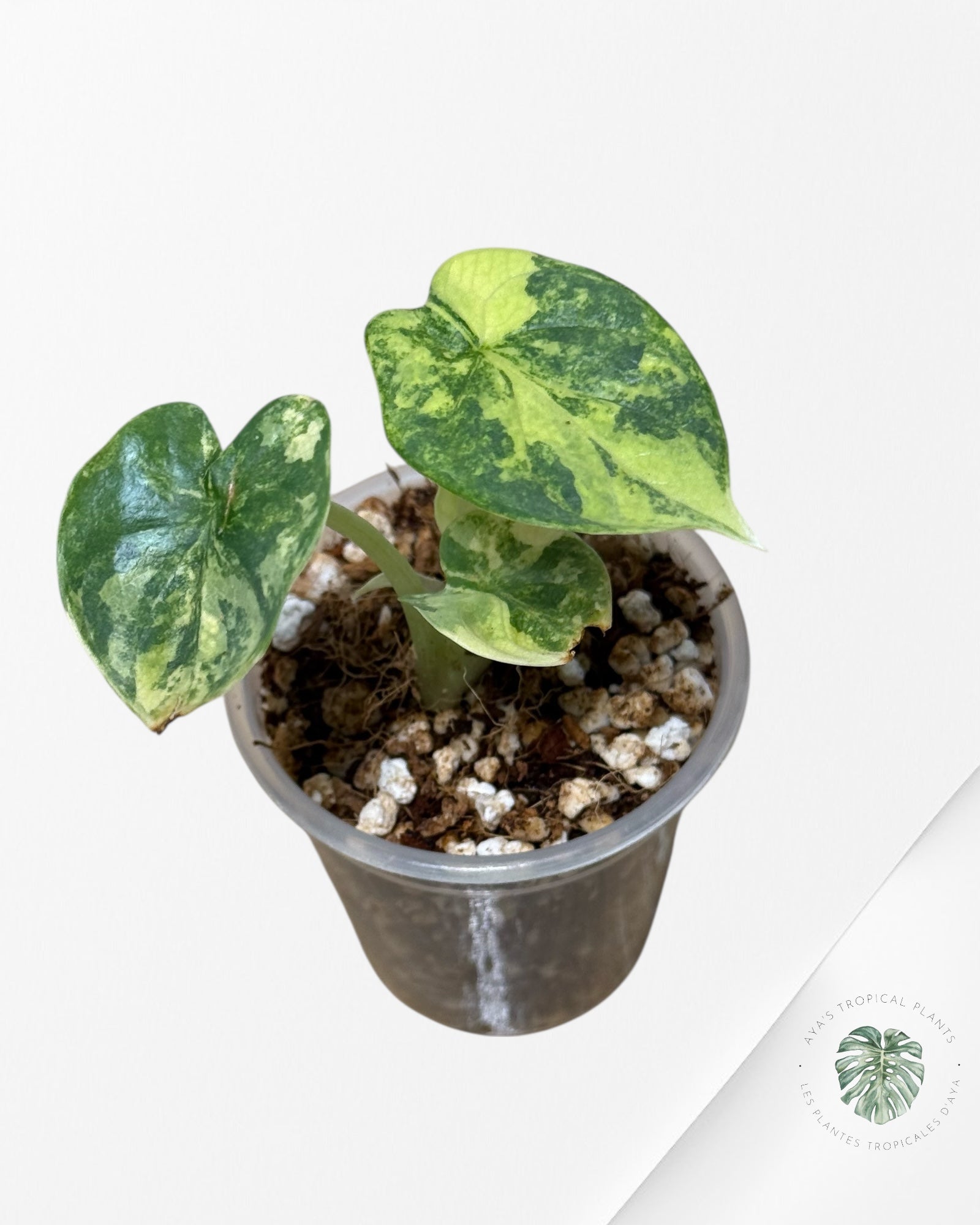 Alocasia Silver Dragon Variegated Aurea -58