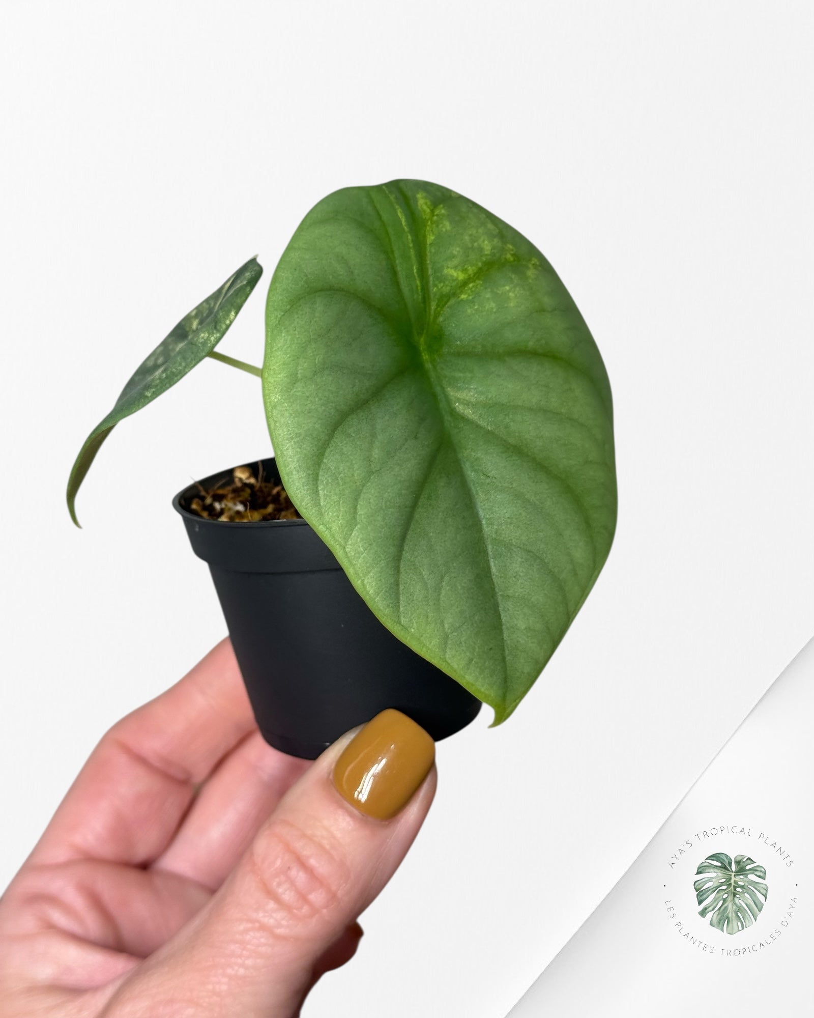 Alocasia Silver Dragon Variegated Aurea -232