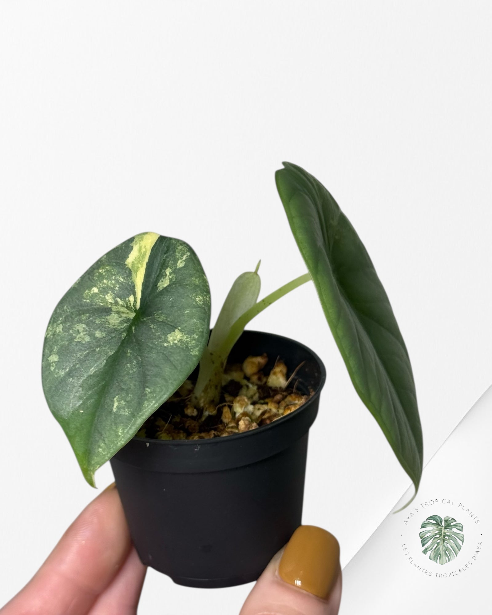 Alocasia Silver Dragon Variegated Aurea -232