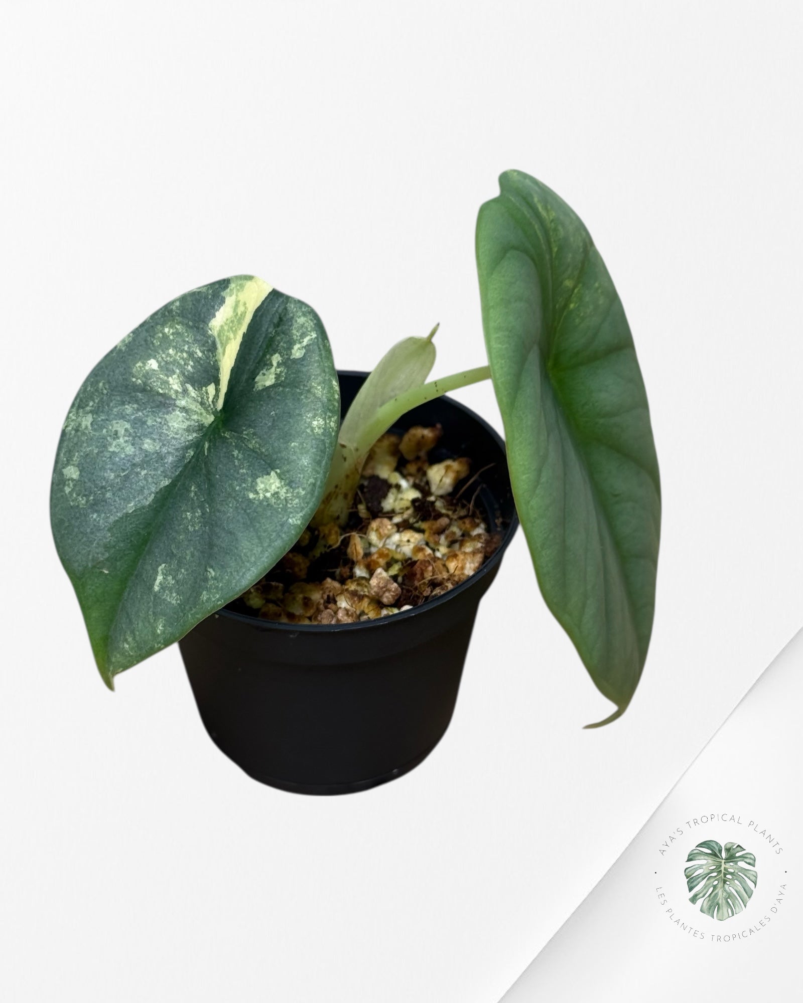 Alocasia Silver Dragon Variegated Aurea -232