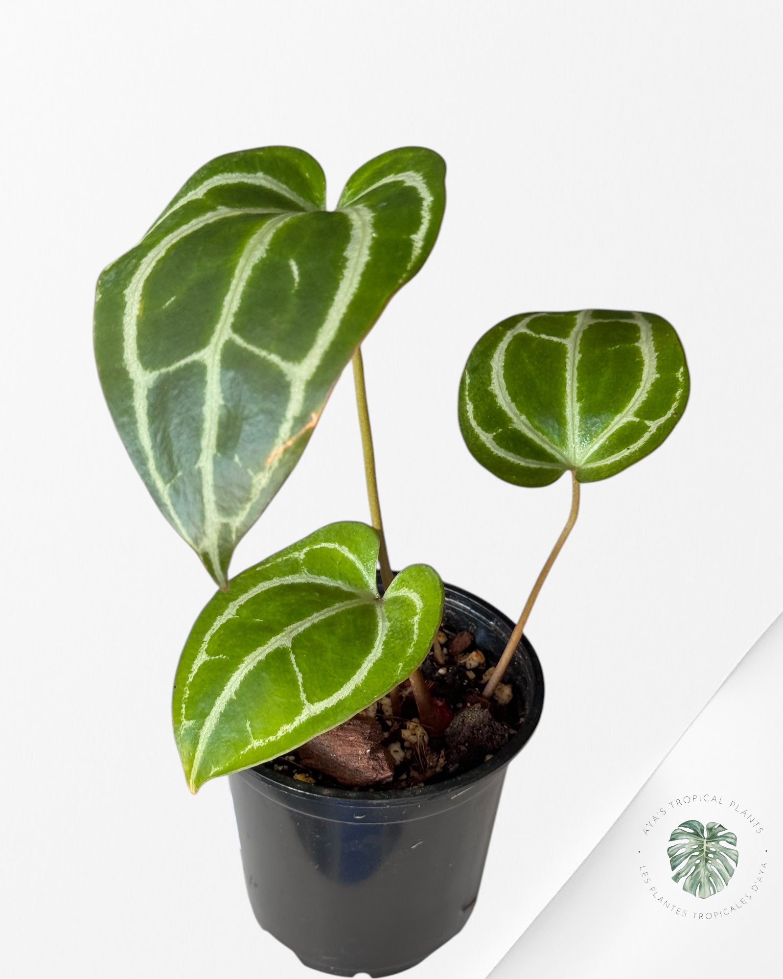 Anthurium 'Minahasa -AM01