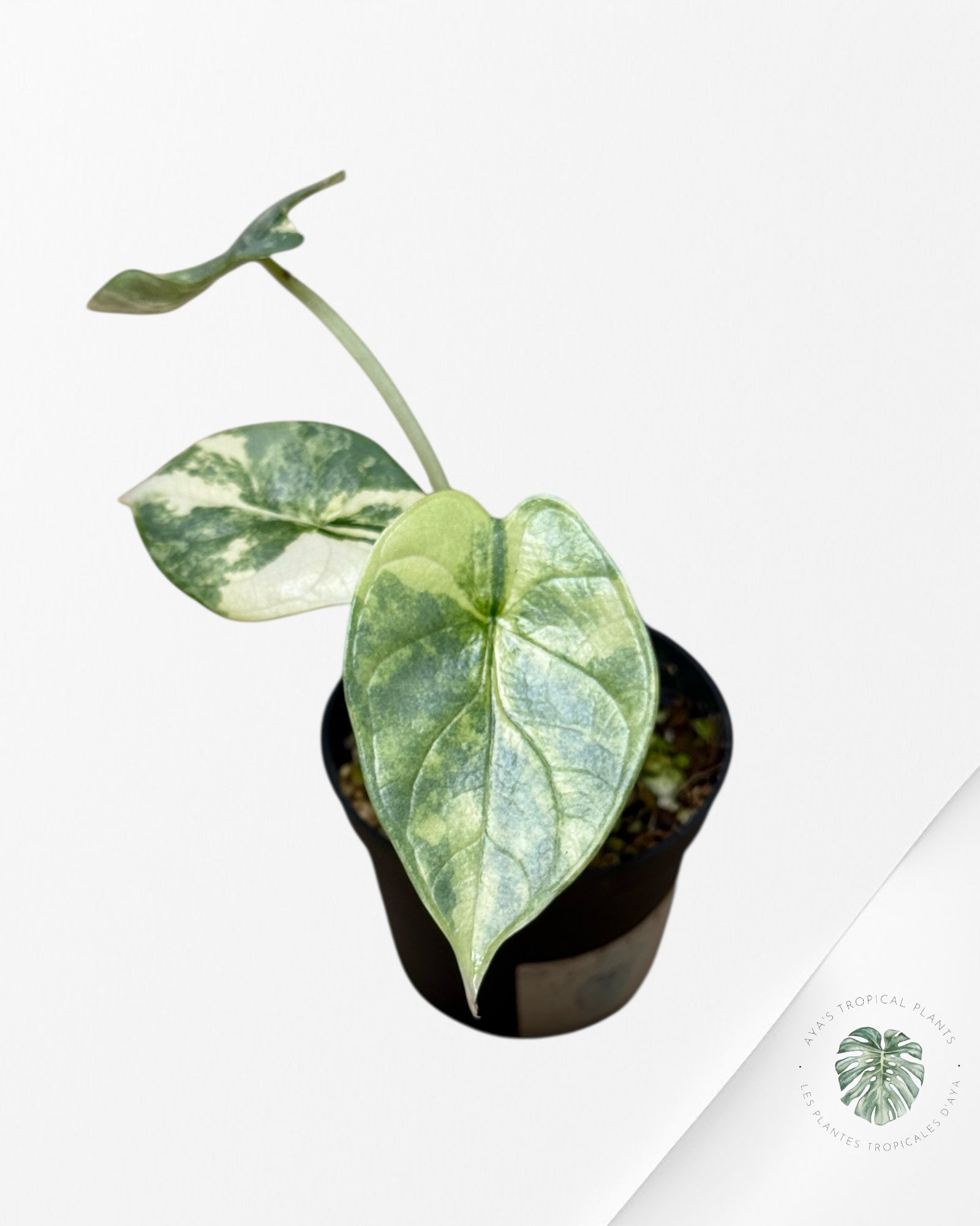 Alocasia Silver Dragon Variegated Aurea -LL22