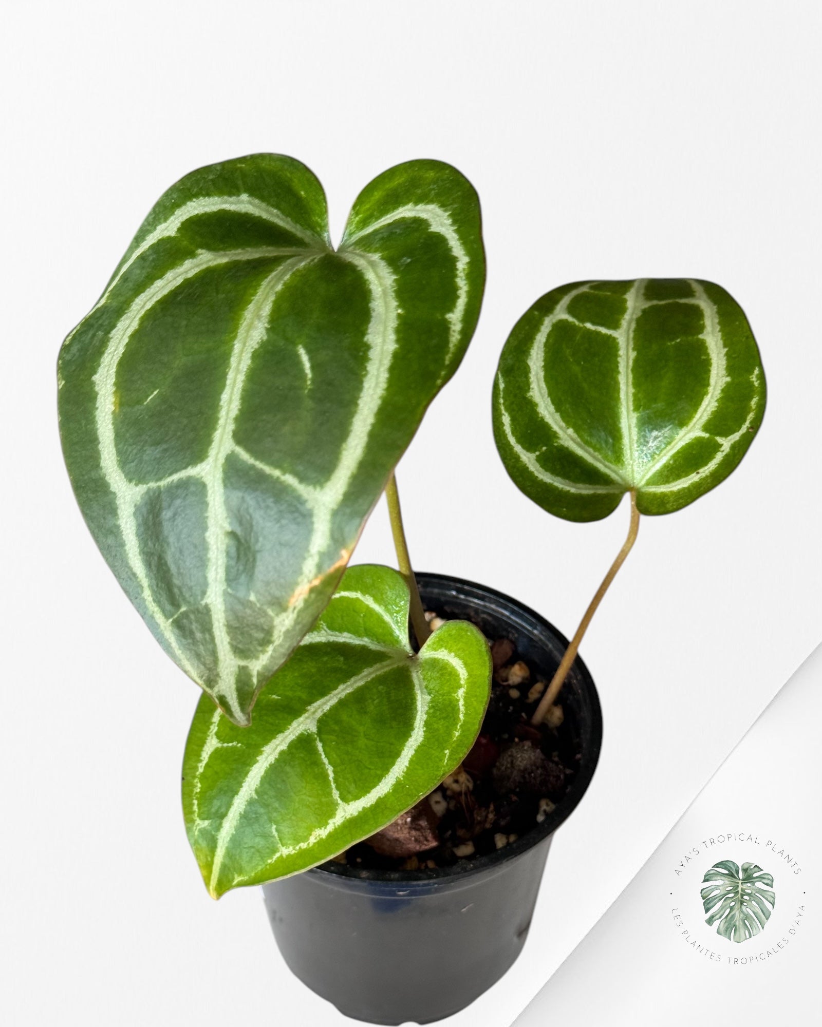 Anthurium 'Minahasa -AM01