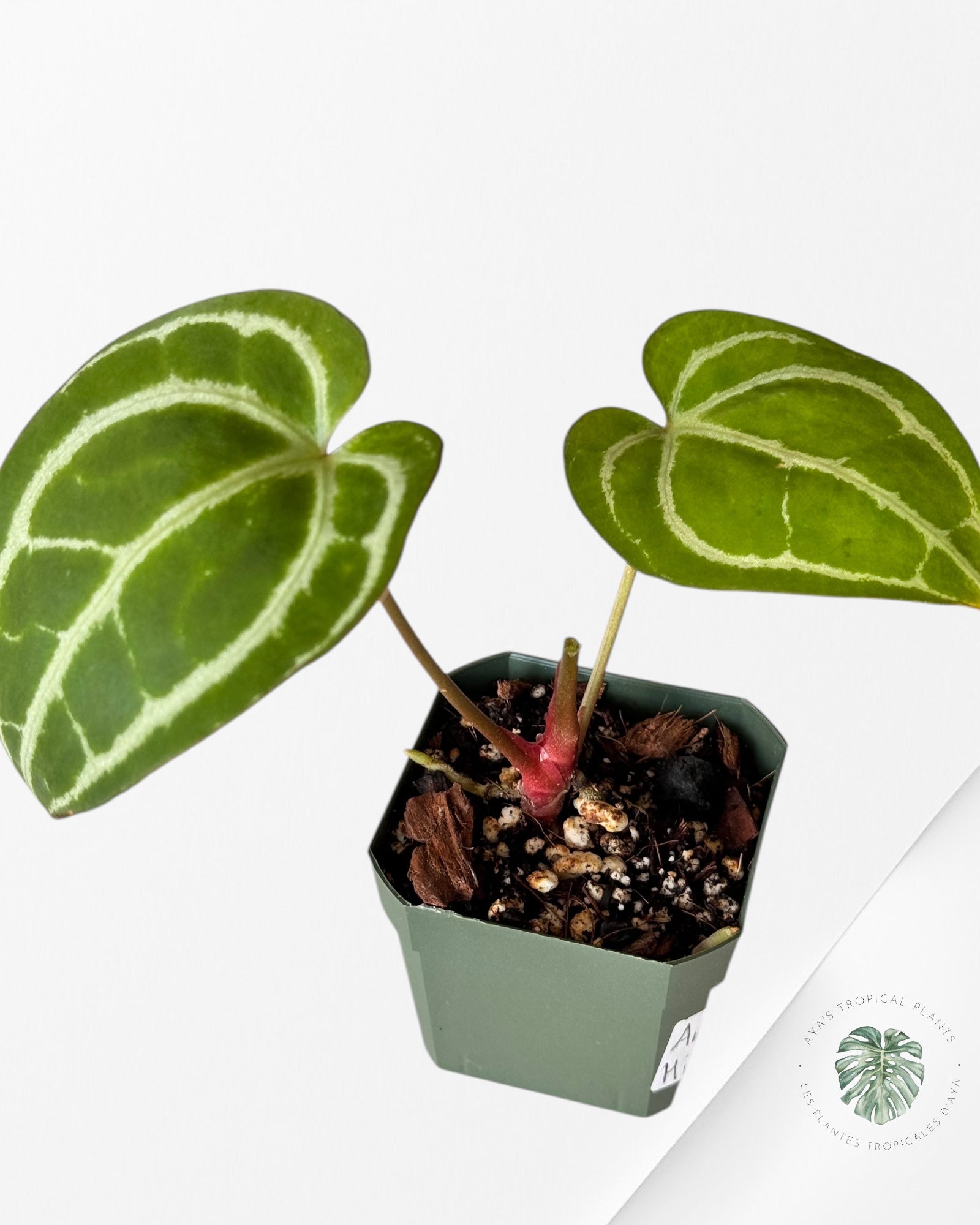 Anthurium 'Minahasa-AM02