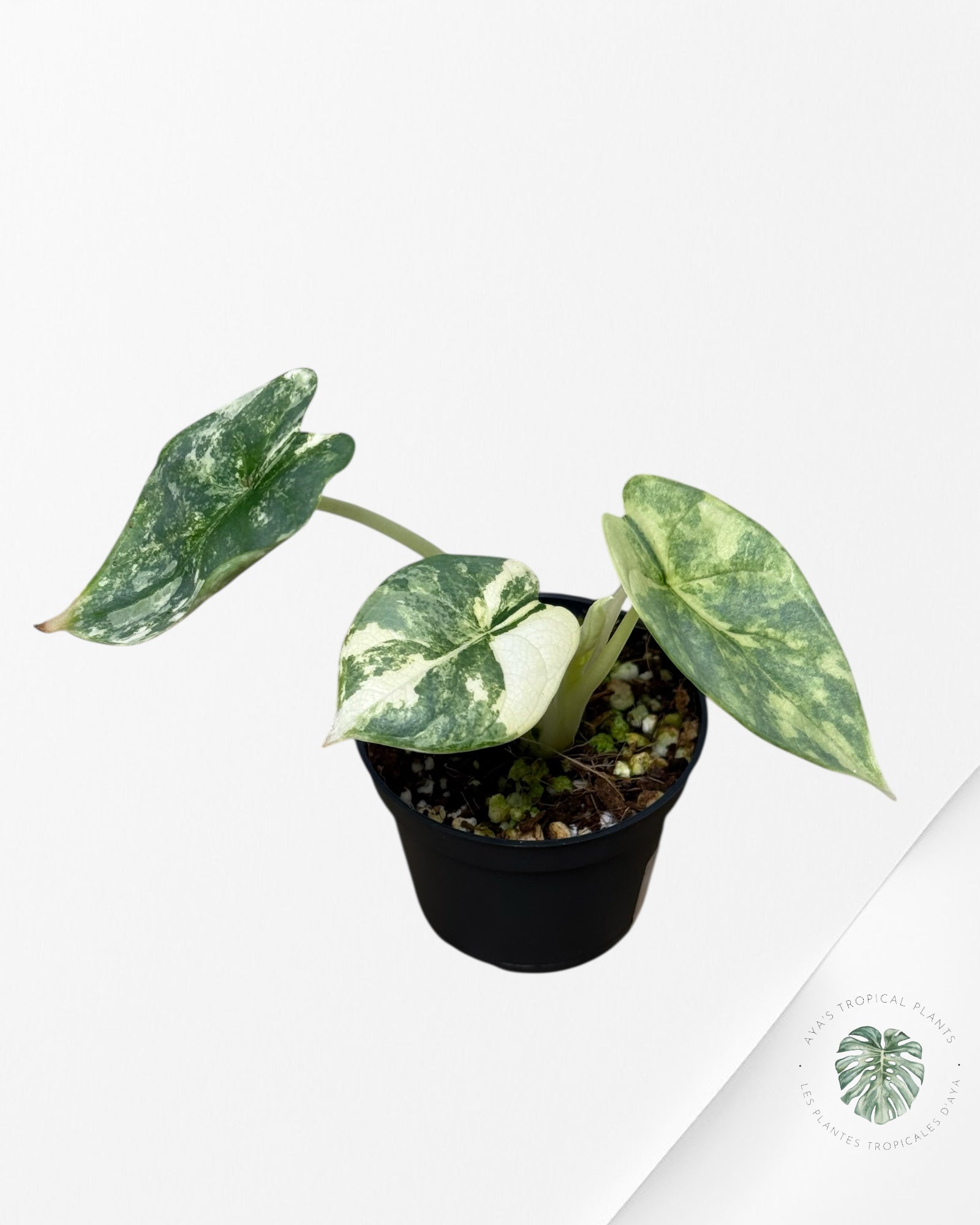 Alocasia Silver Dragon Variegated Aurea -LL22