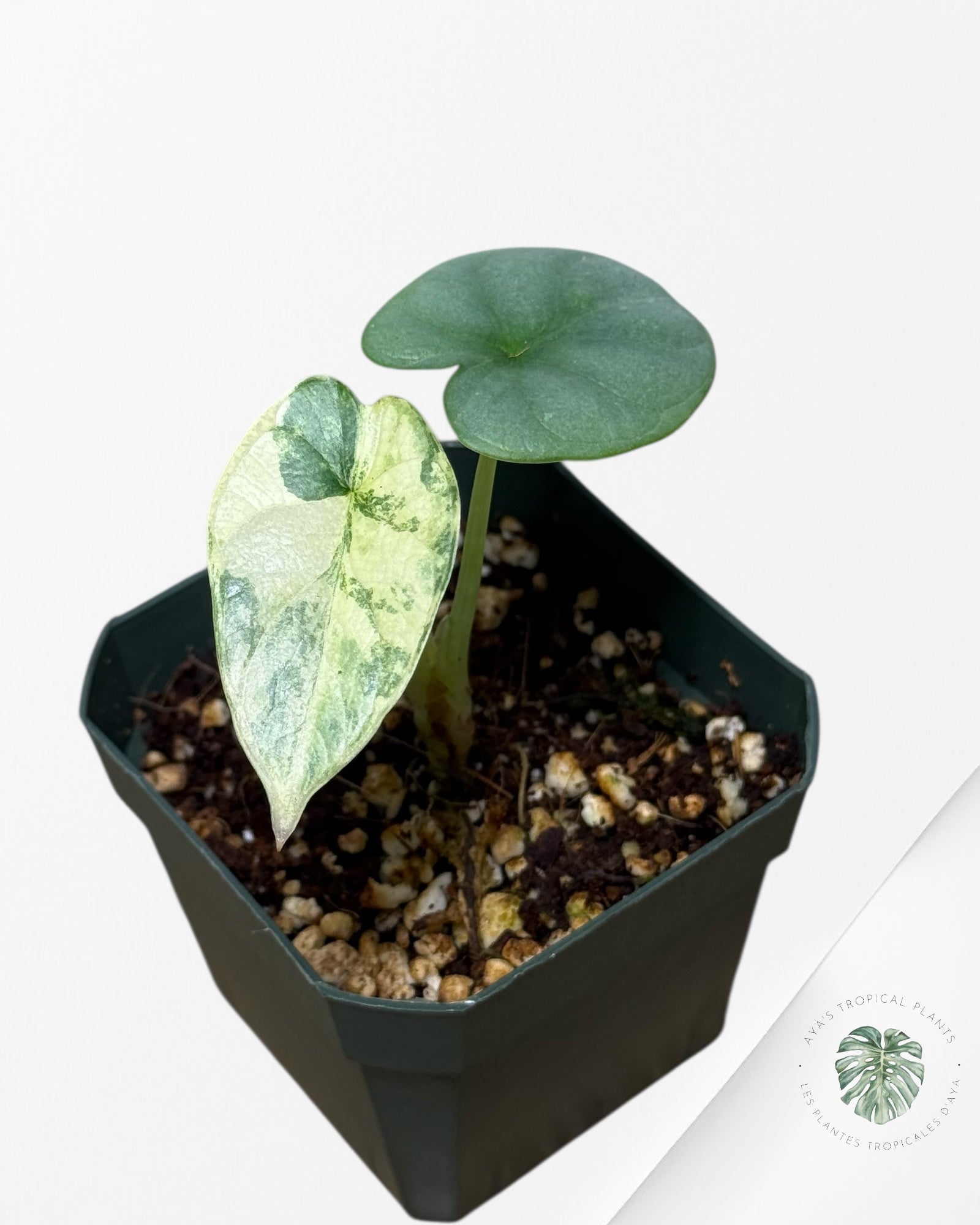 Alocasia Silver Dragon Variegated Aurea -AA