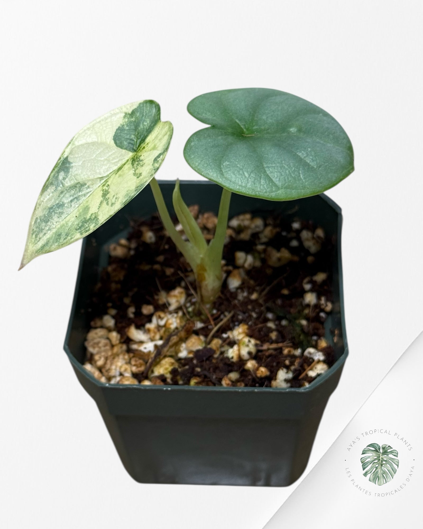 Alocasia Silver Dragon Variegated Aurea -AA