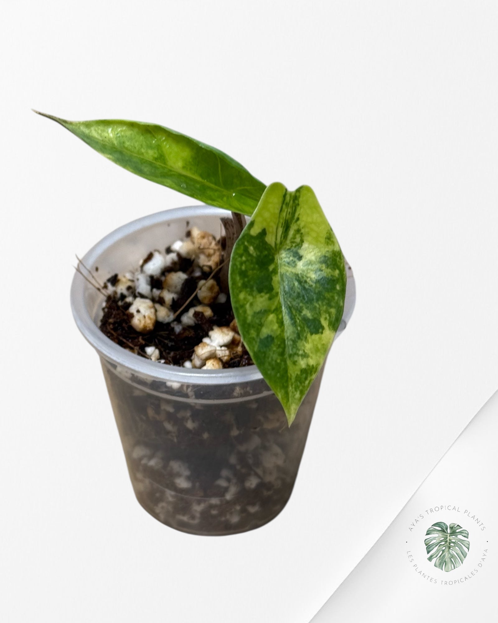 Alocasia Heterophylla Metallic Blue Variegated - 262