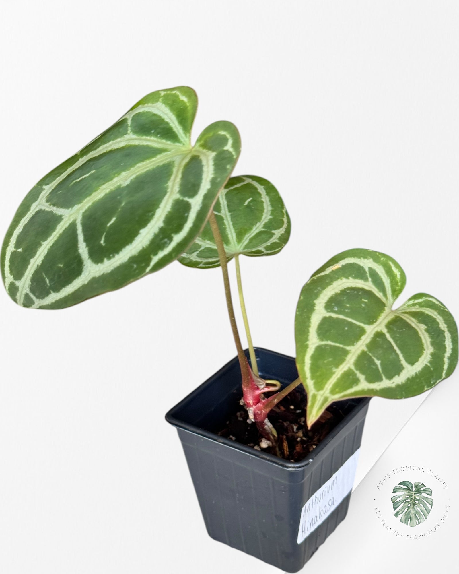 Anthurium Crystallinum Minahasa-01