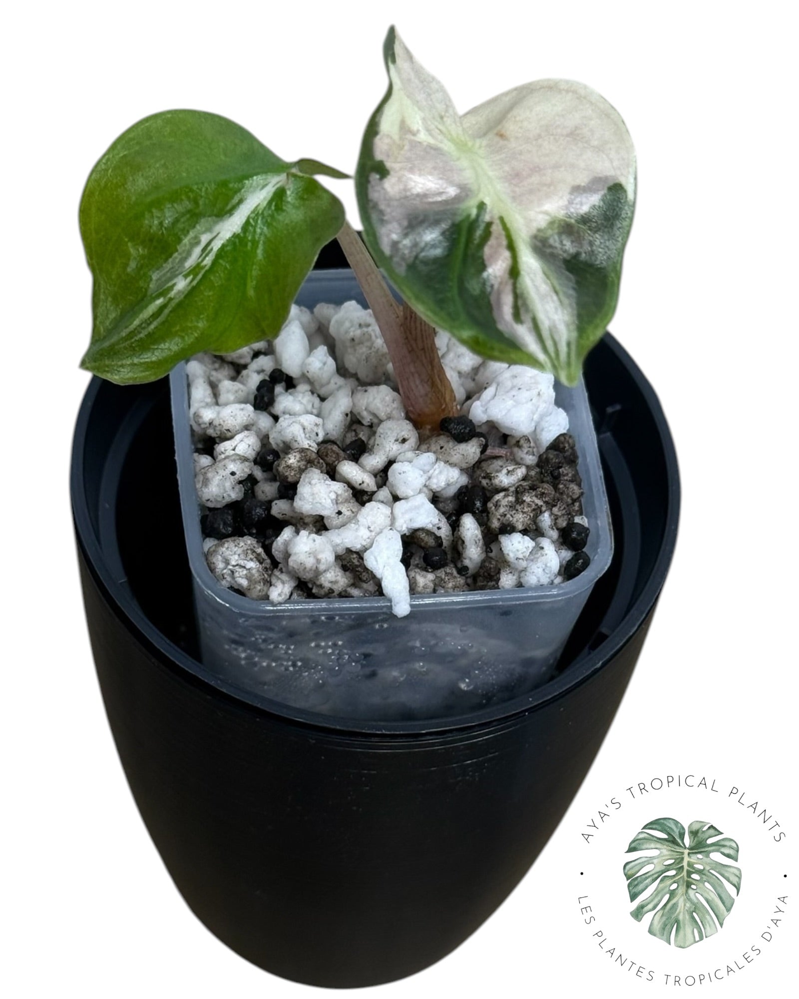 Alocasia Polly Lava Variegated