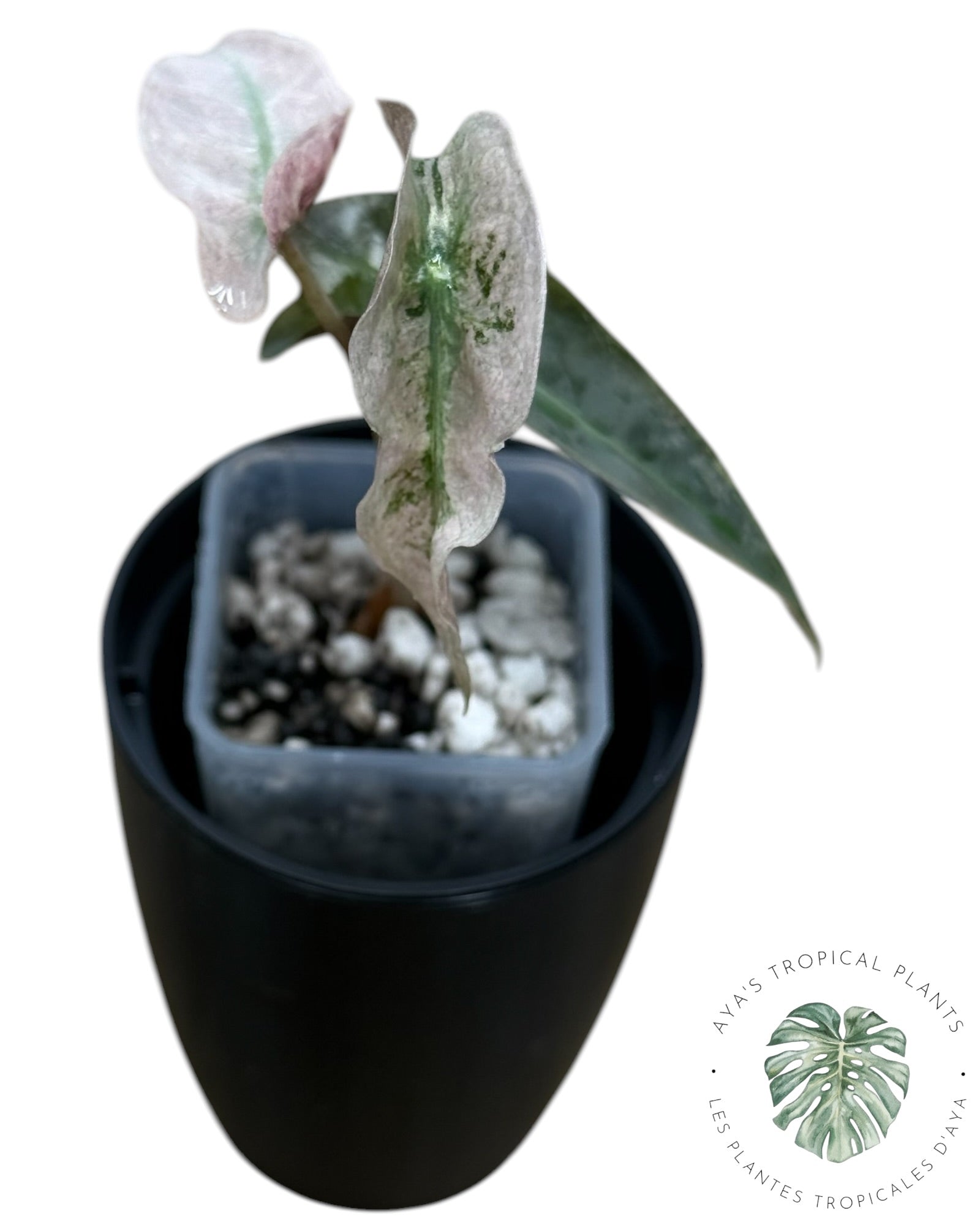 Alocasia polly pink mutation