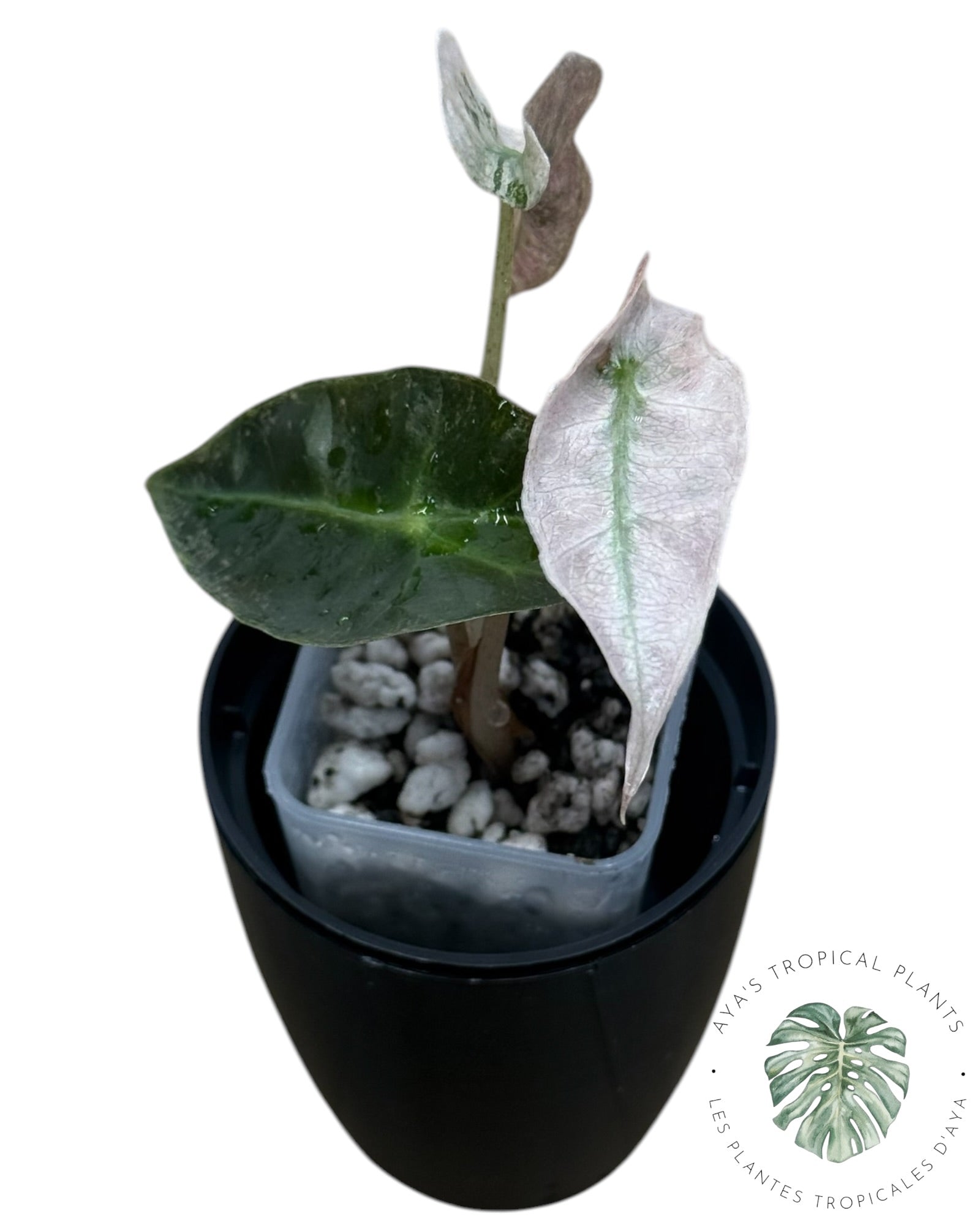 Alocasia polly pink mutation