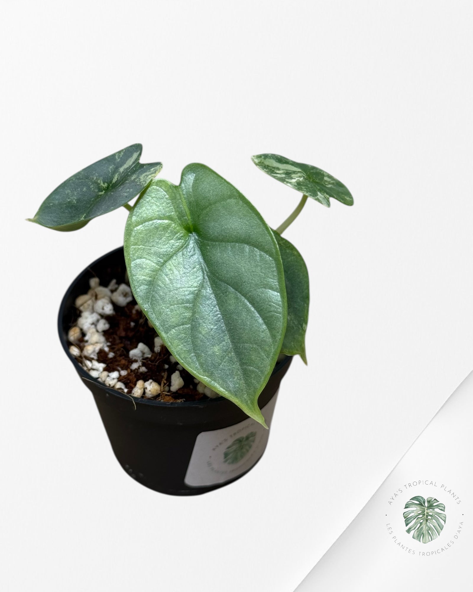 Alocasia Silver Dragon Variegated Aurea -TC1