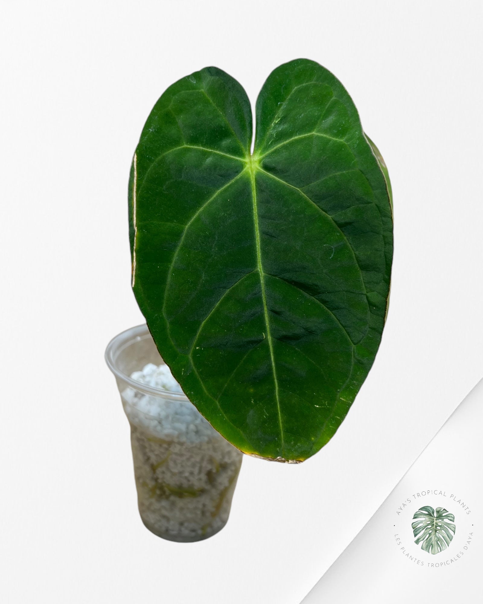 Anthurium Ace Of Spades