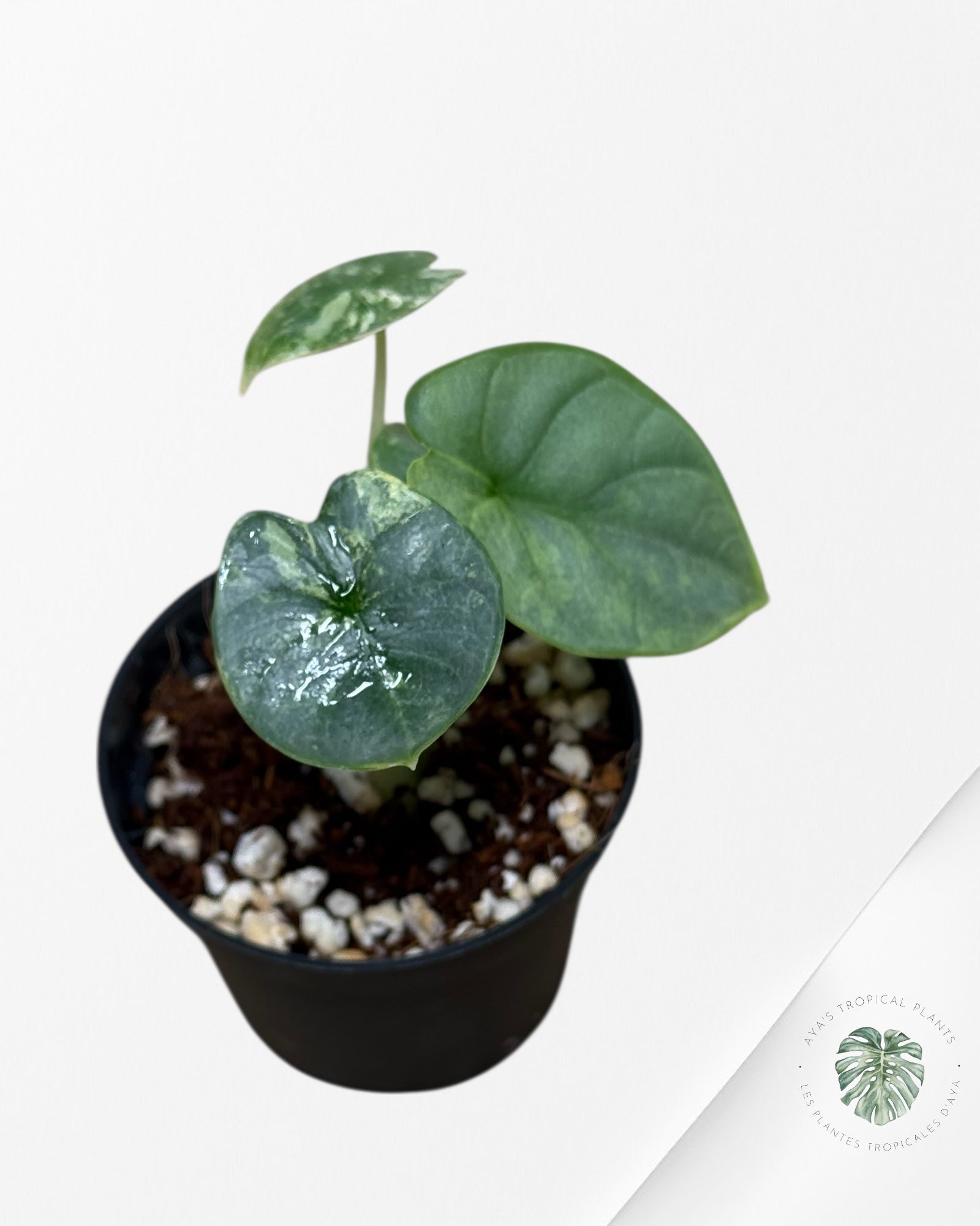 Alocasia Silver Dragon Variegated Aurea -TC1
