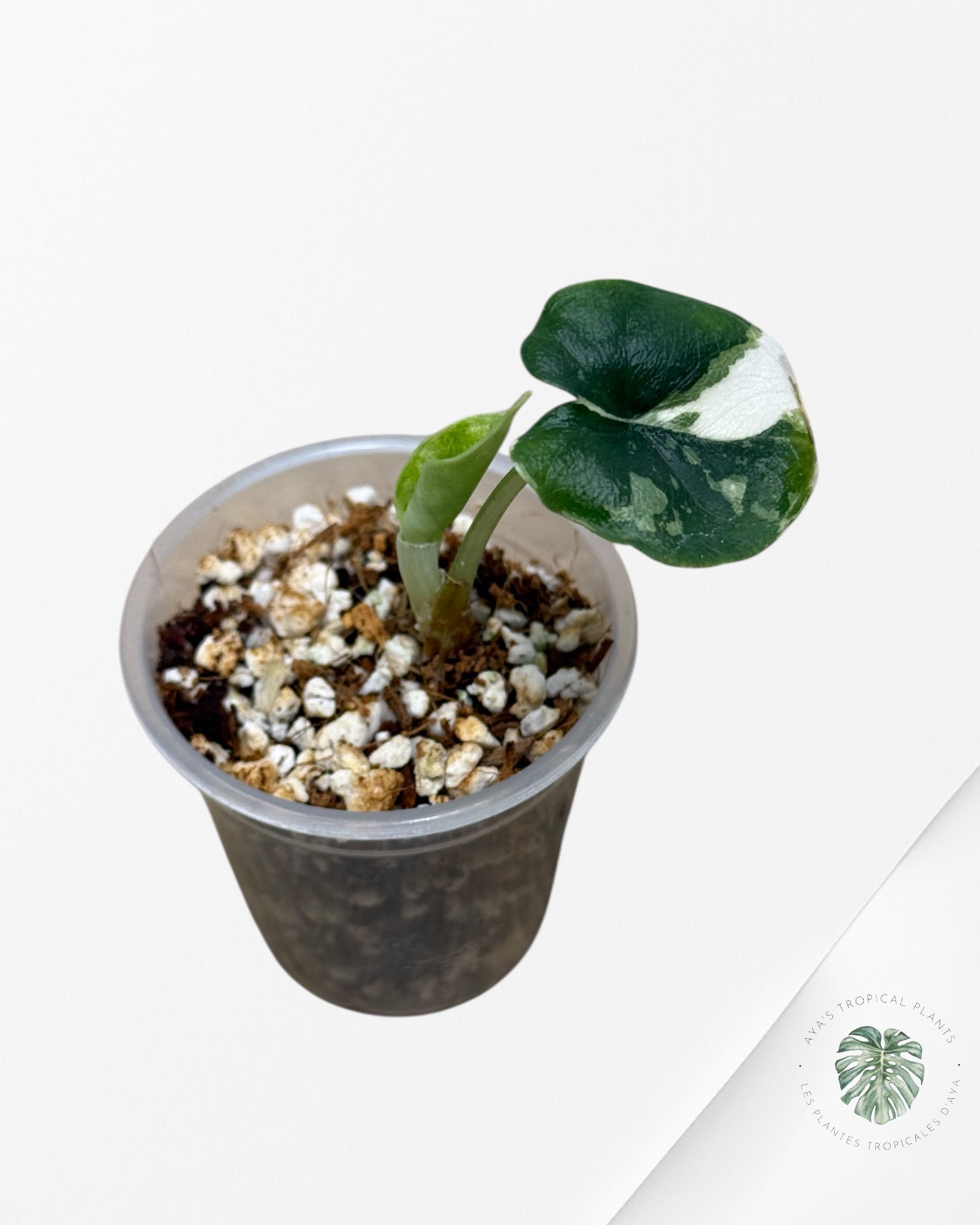 Alocasia Melo Variegated (Albo) - 61
