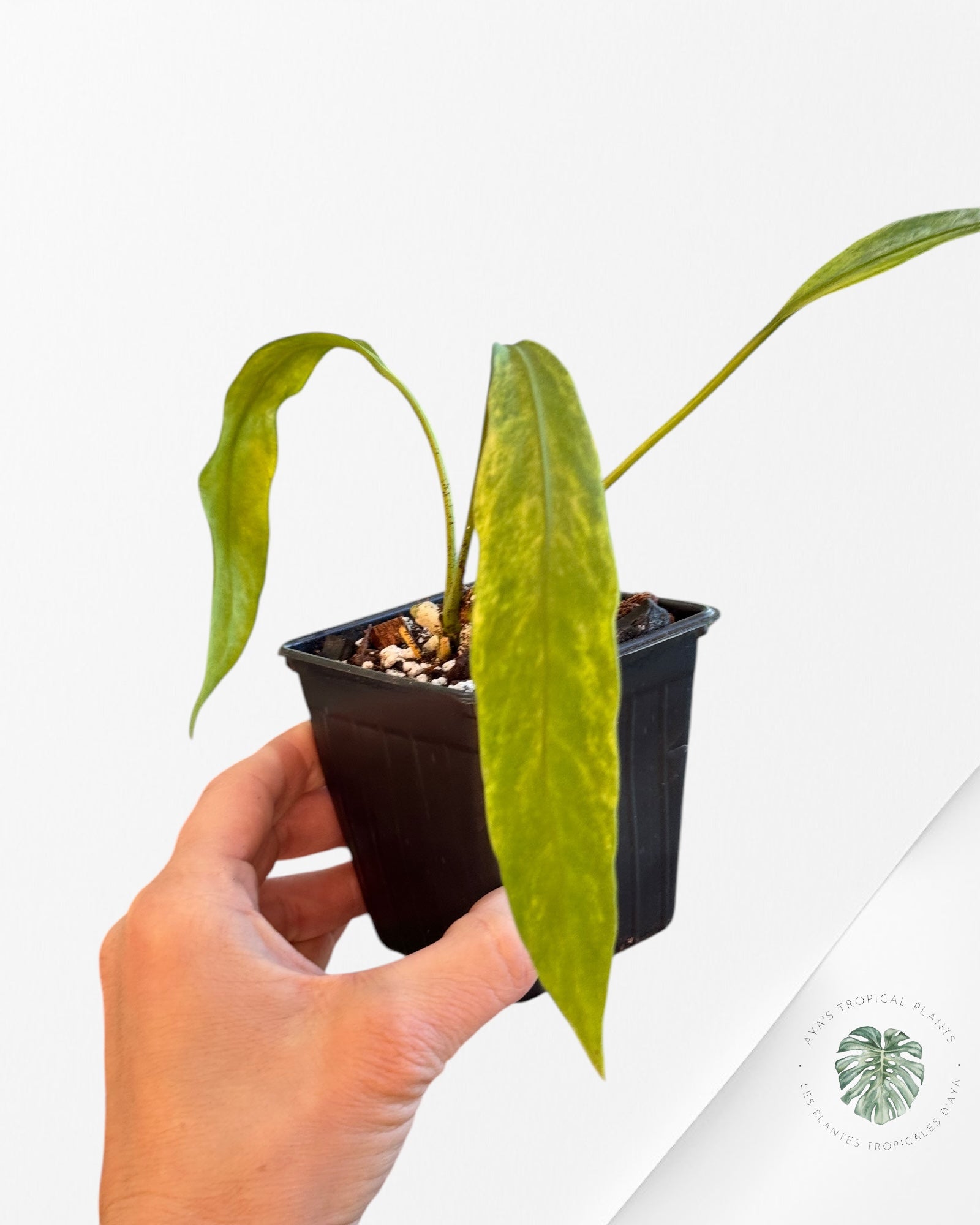 Anthurium Vittarifolium Variegated -06