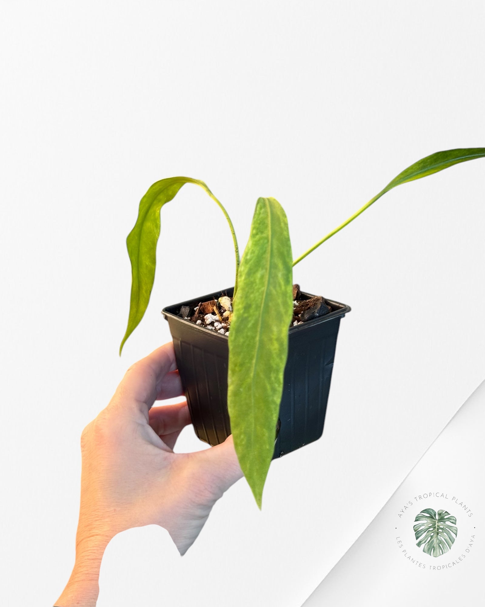 Anthurium Vittarifolium Variegated -06