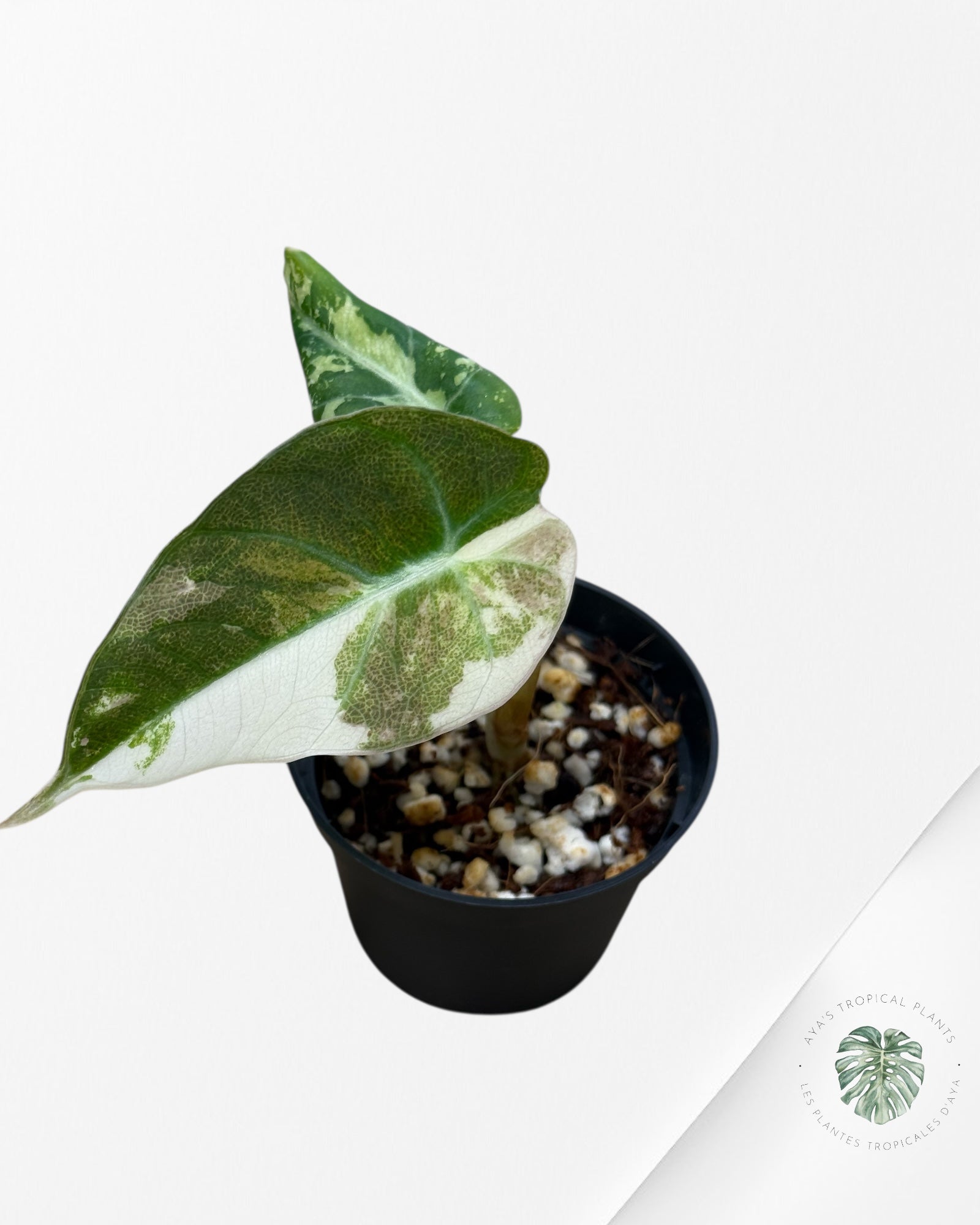 Alocasia Black Velvet Pink Variegated - 65
