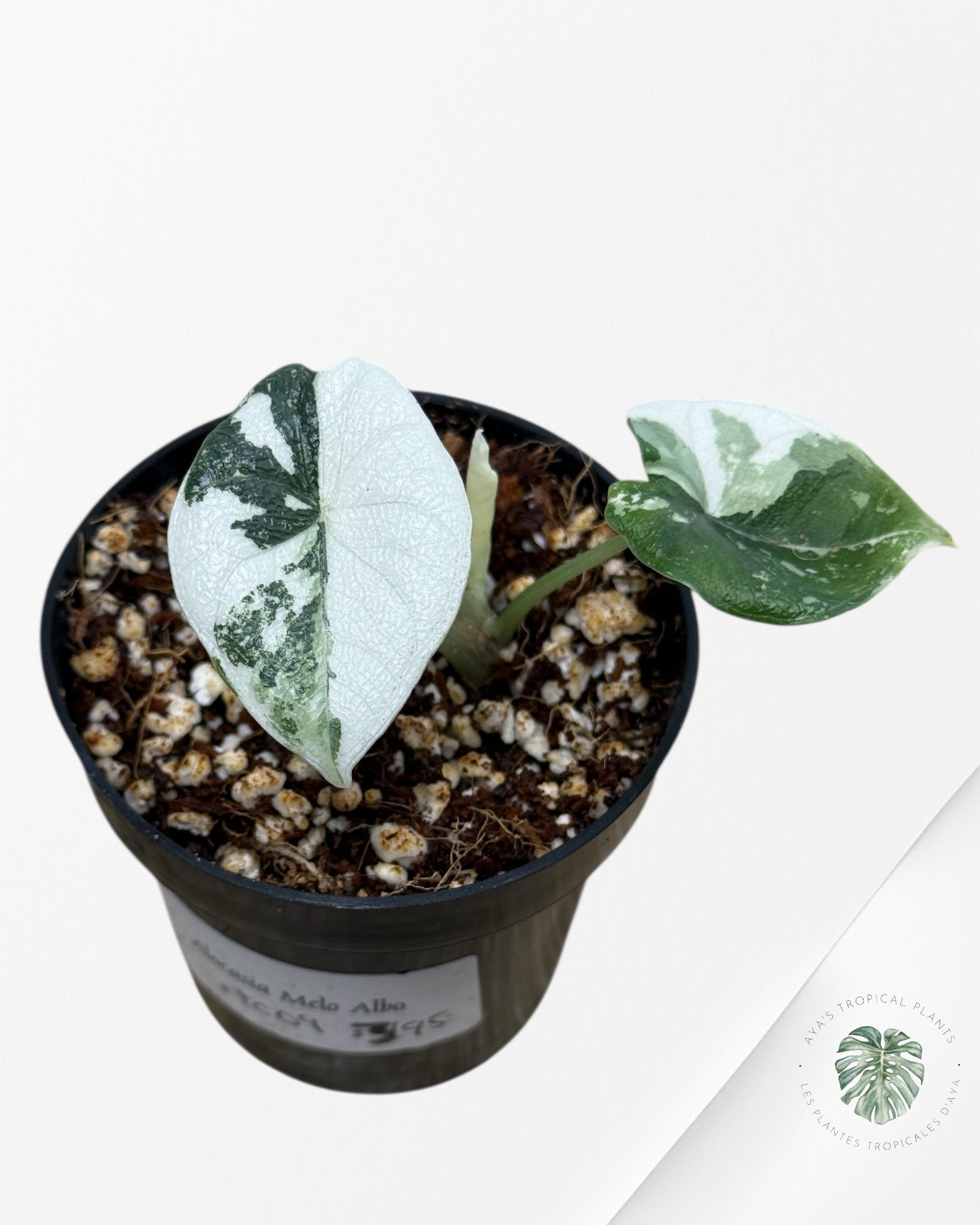 Alocasia Melo Variegated (Albo) - tc09