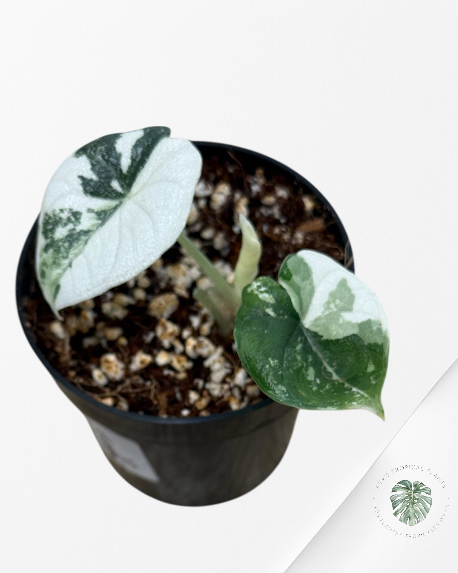 Alocasia Melo Variegated (Albo) - tc09
