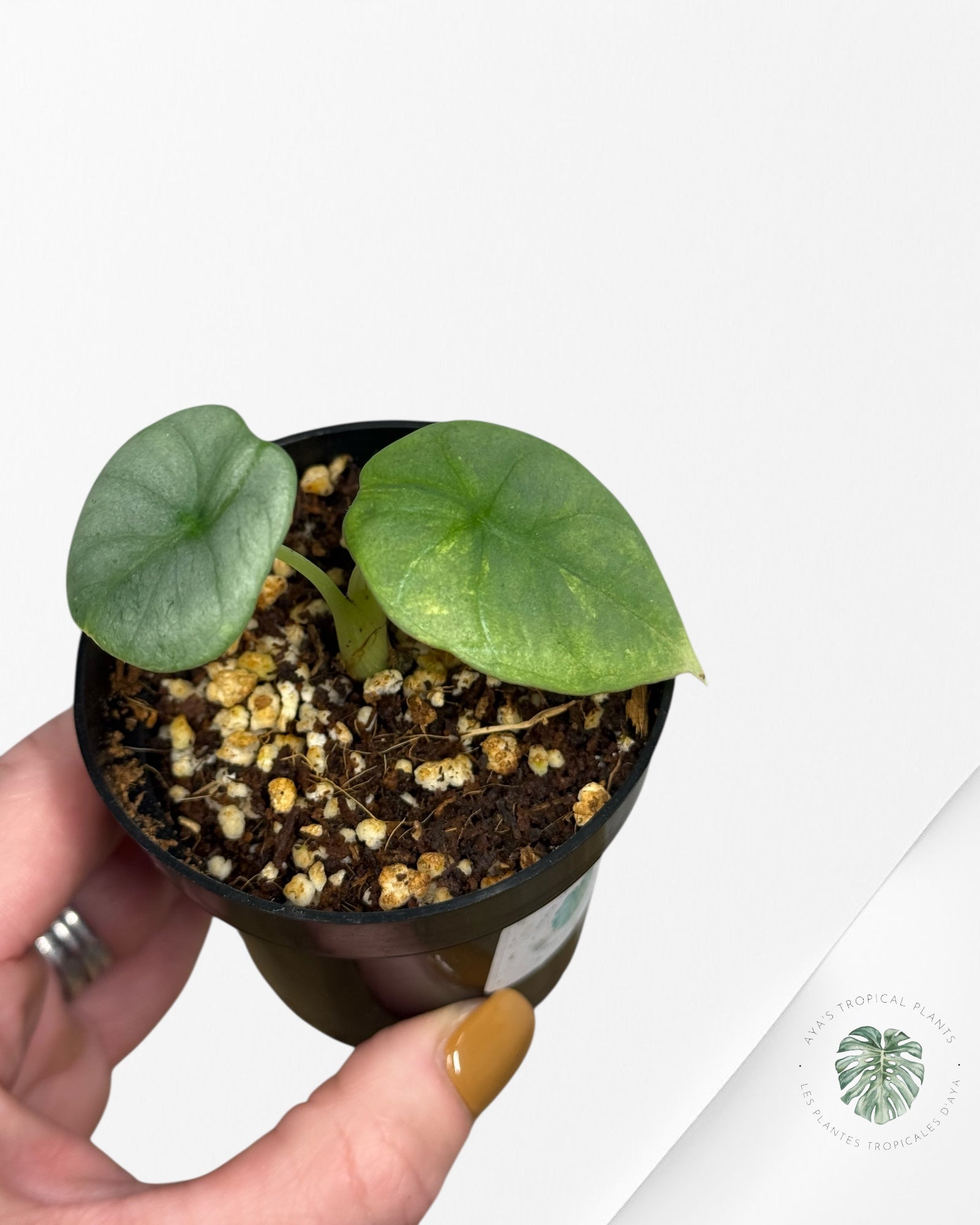 Alocasia  Nebula Variegated Aurea ( Grade A) - TC2