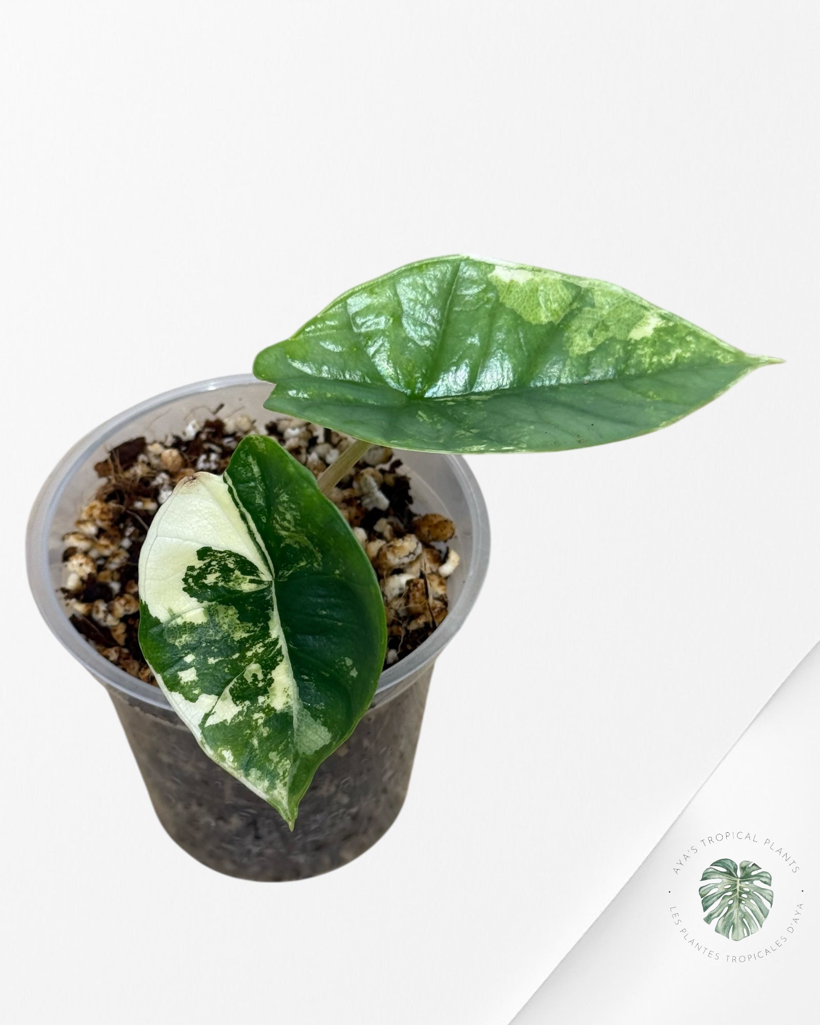 Alocasia Bisma sp. 'Platinum' Albo Variegated - 66