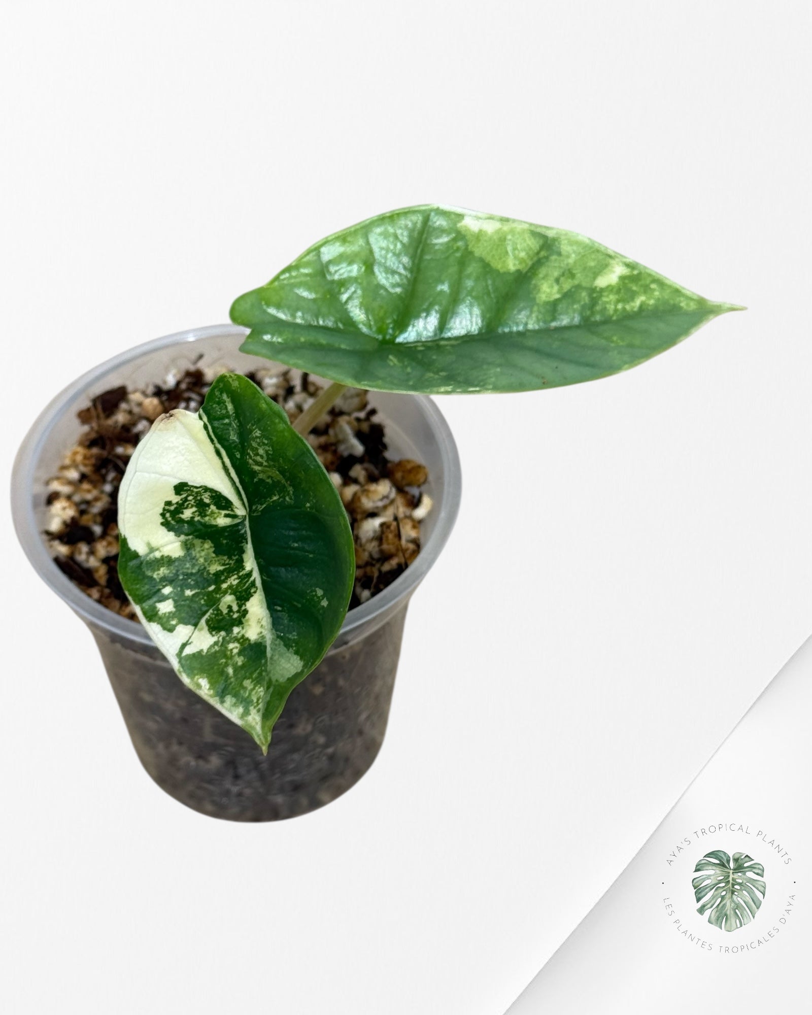 Alocasia Bisma sp. 'Platinum' Albo Variegated - 66