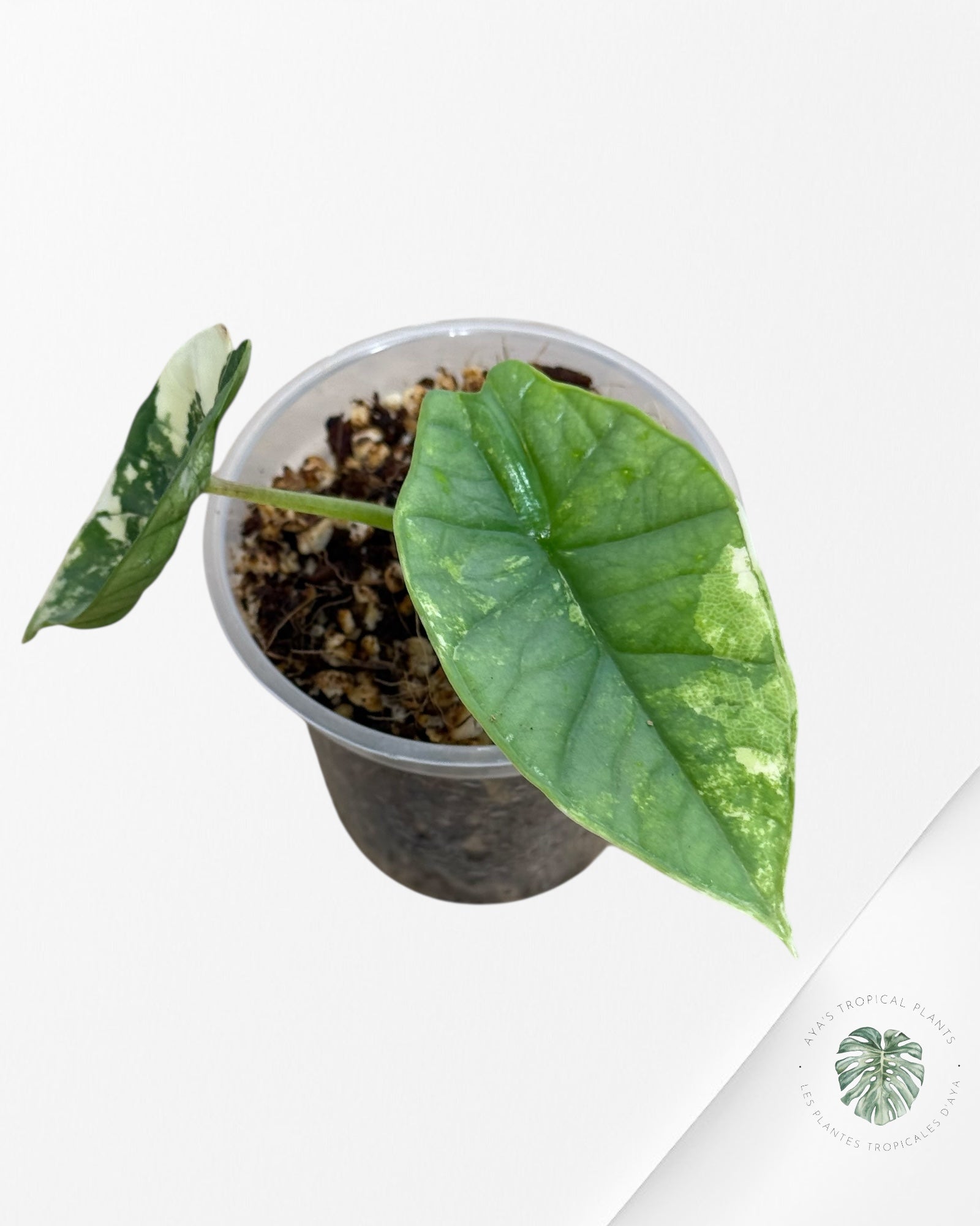 Alocasia Bisma sp. 'Platinum' Albo Variegated - 66