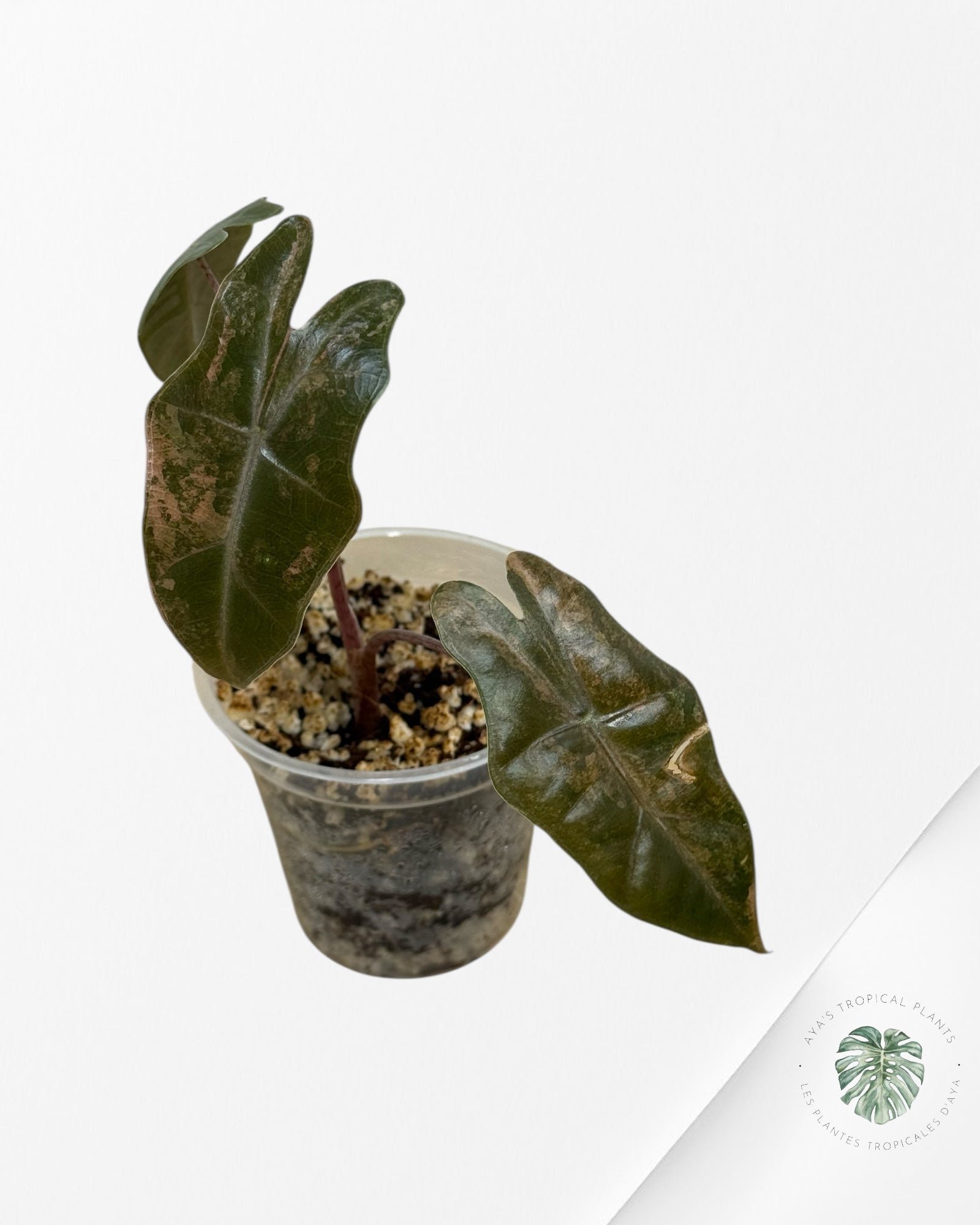 Alocasia Pseudo Sanderiana Variegated ( Aurea)