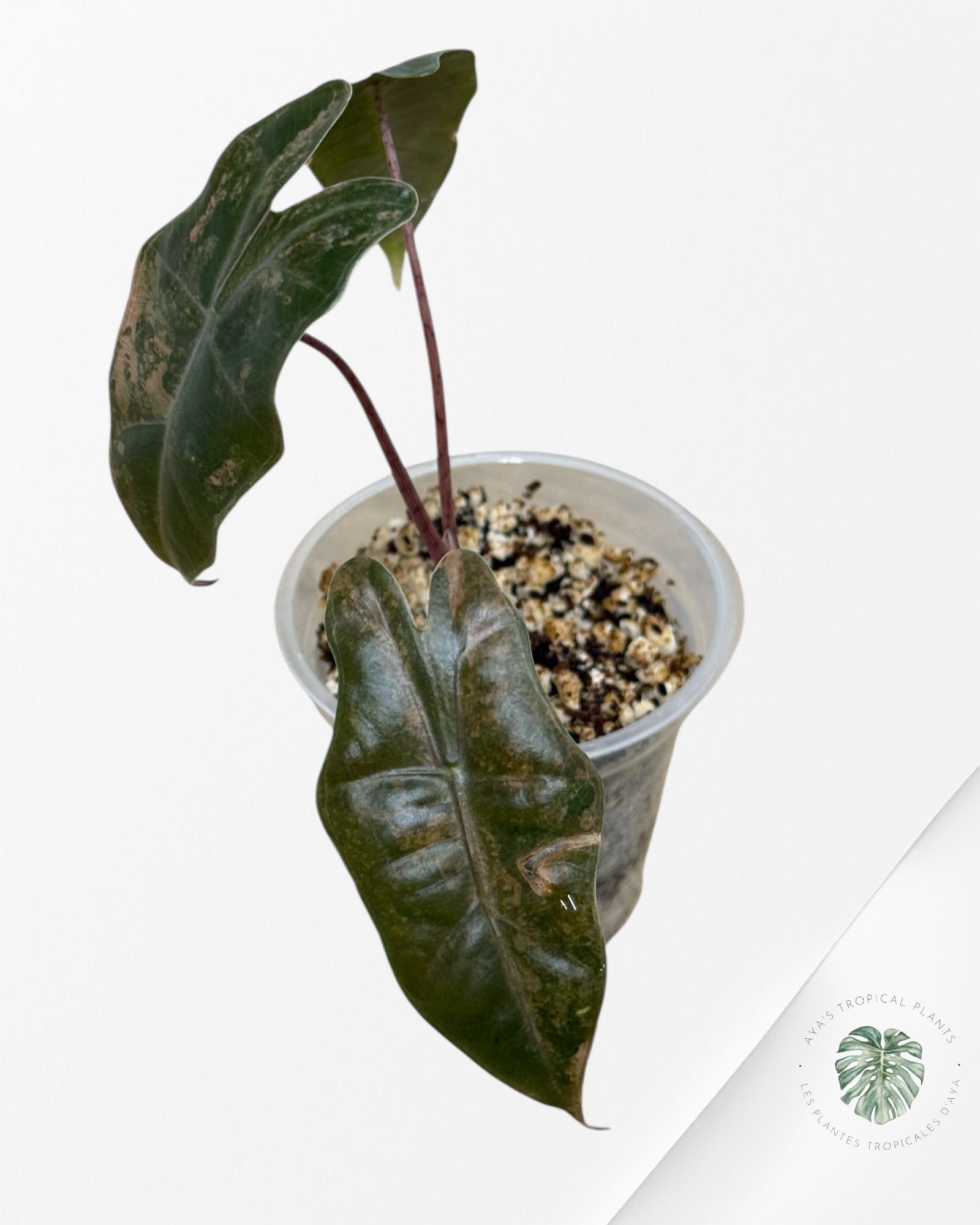 Alocasia Pseudo Sanderiana Variegated ( Aurea)