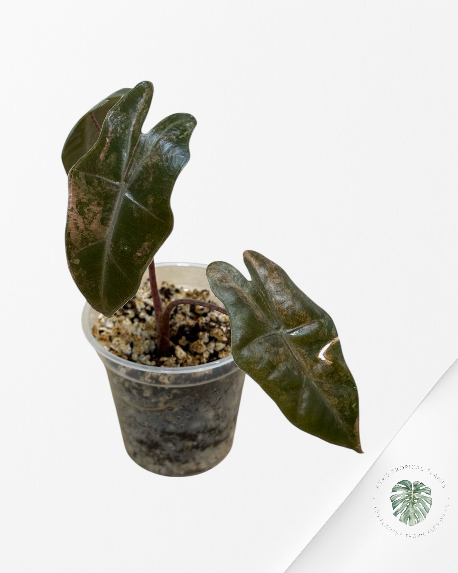 Alocasia Pseudo Sanderiana Variegated ( Aurea)