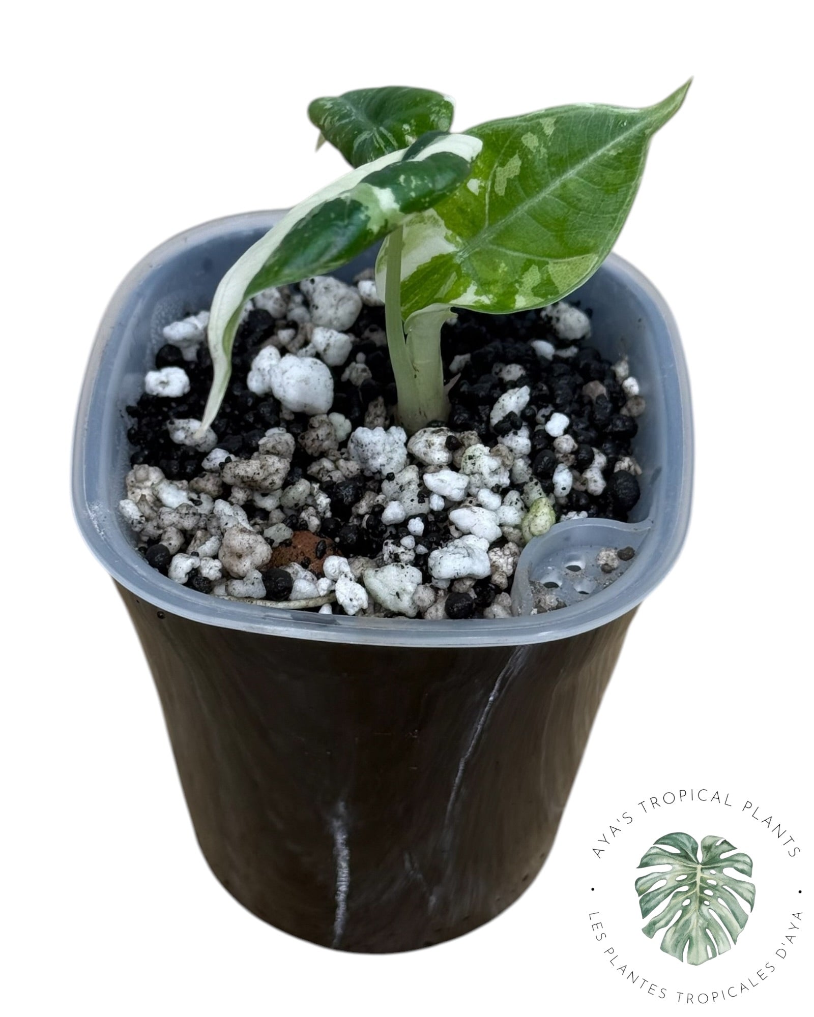 Alocasia Maharani Albo