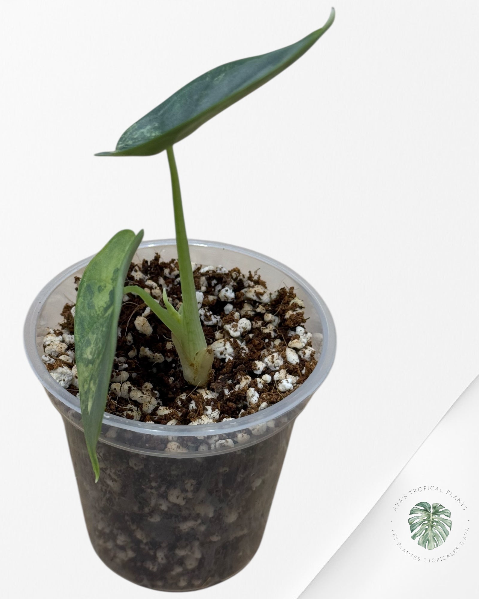 Alocasia Silver Dragon Variegated Aurea -69